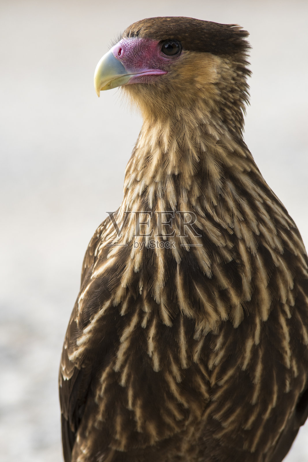 卡拉卡拉非常仔细地观察它的猎物。照片摄影图片