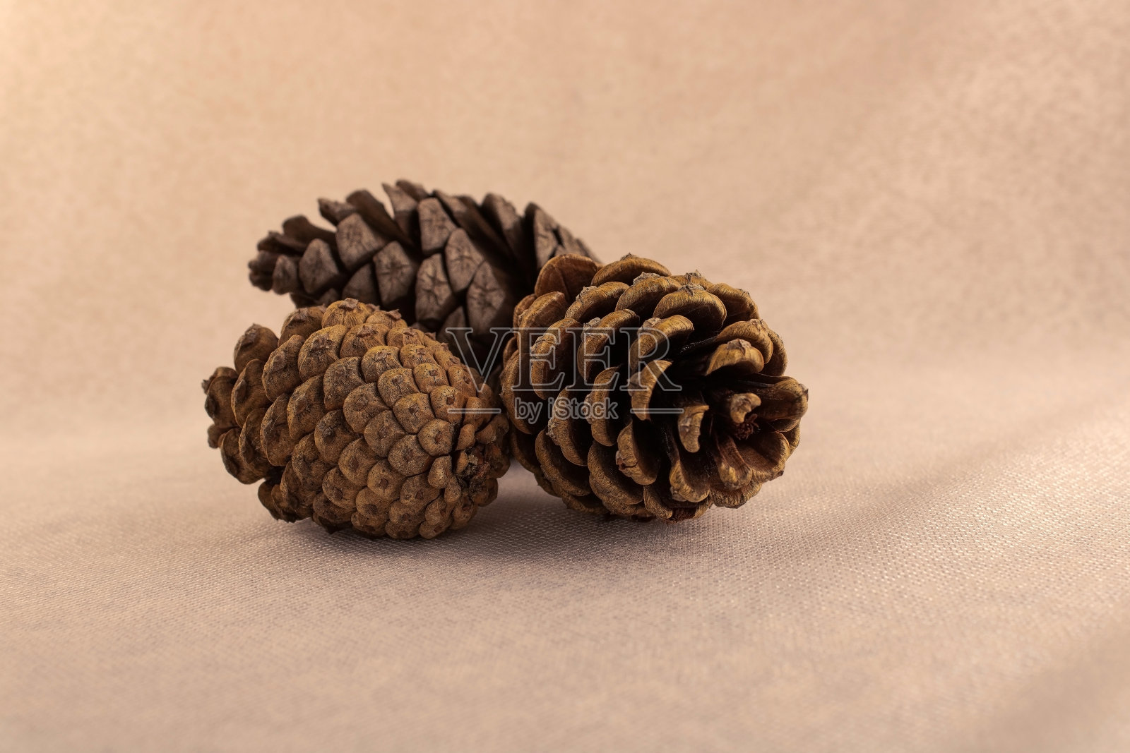 三个森林锥照片摄影图片