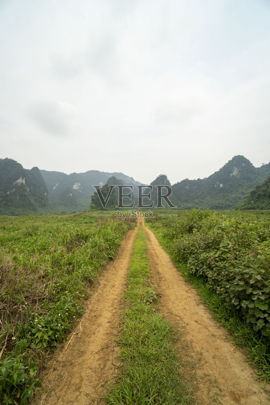 风景与绿色的茶田在安山，义安，越南照片摄影图片