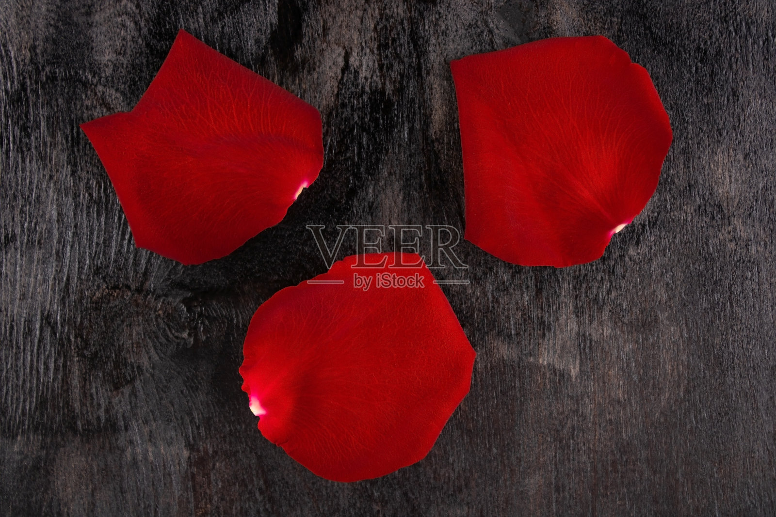 三朵红玫瑰花瓣照片摄影图片