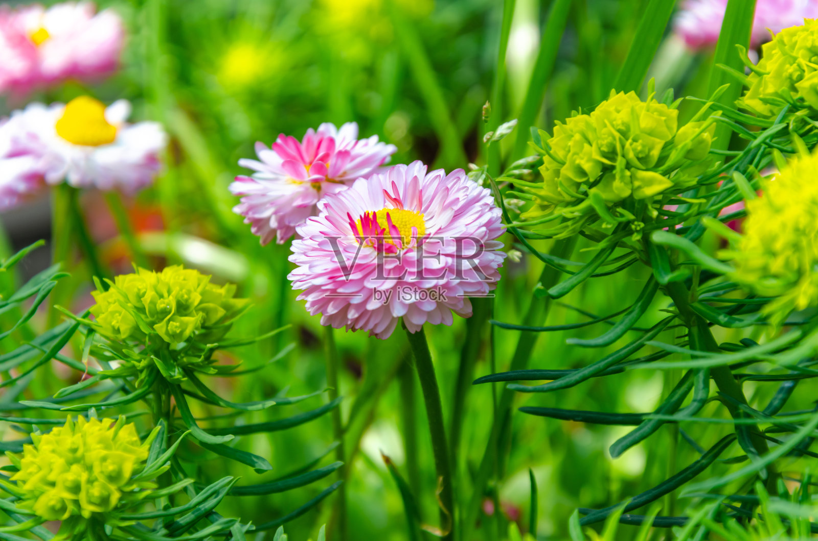 粉红色的雏菊属菊科植物，在花坛中美丽地绽放照片摄影图片