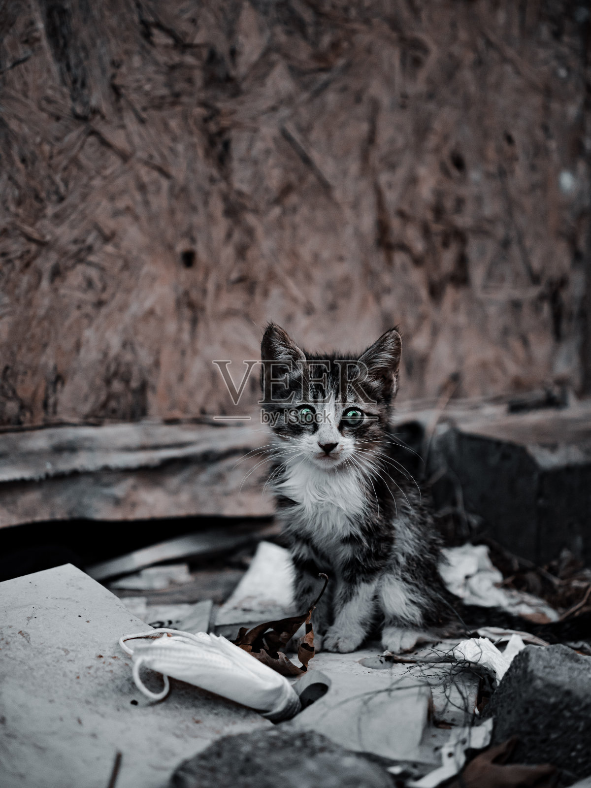 基蒂照片摄影图片