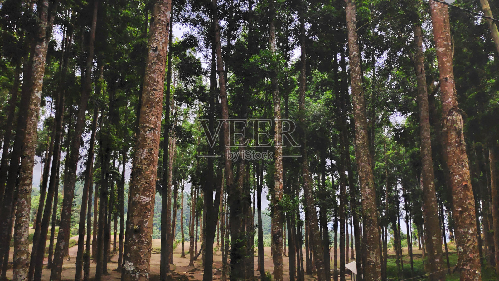 雾中绿林，森林全景景观照片摄影图片