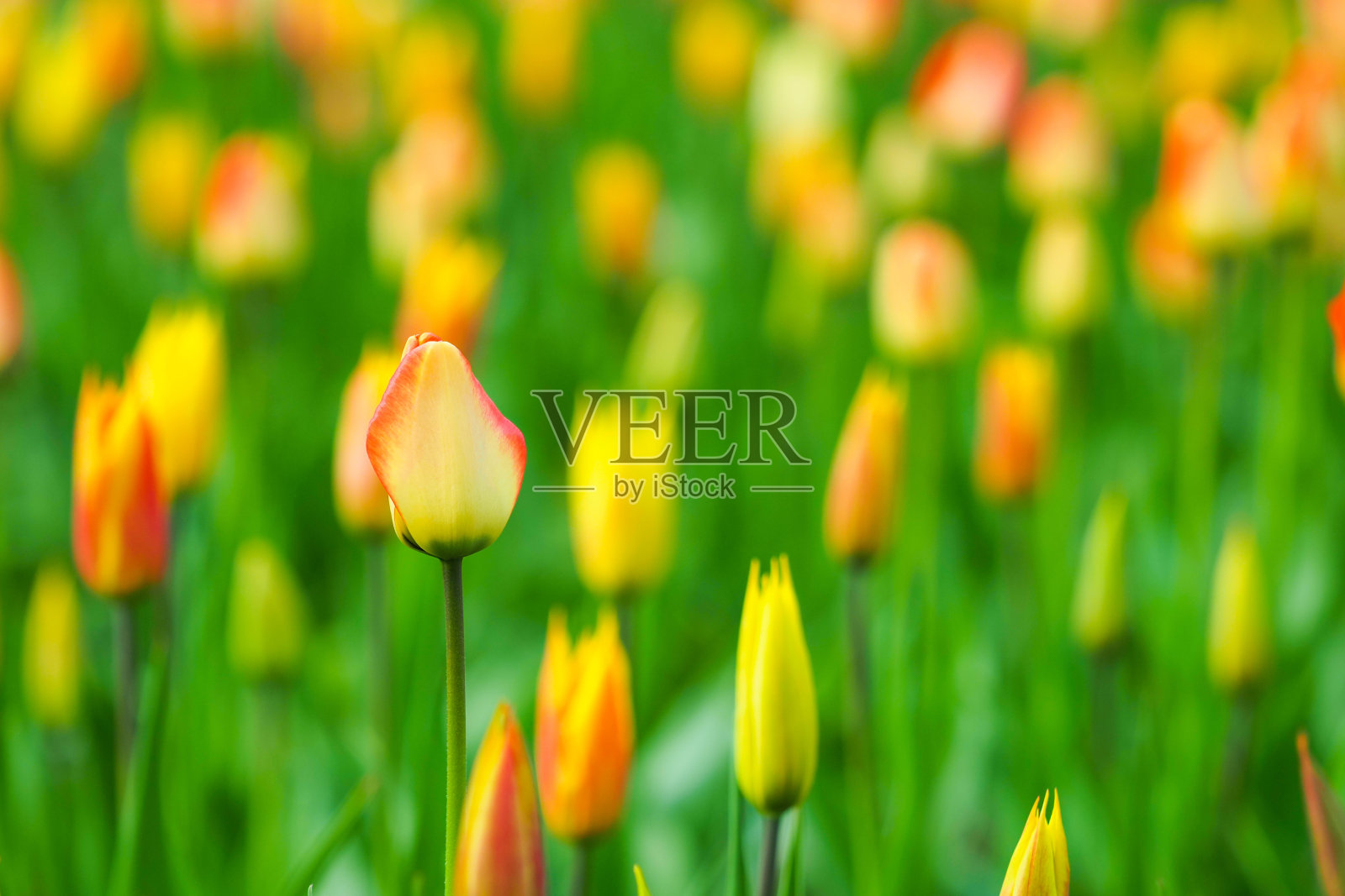 郁金香。花园花坛与橙色和黄色的郁金香与绿色的叶子周围开花照片摄影图片