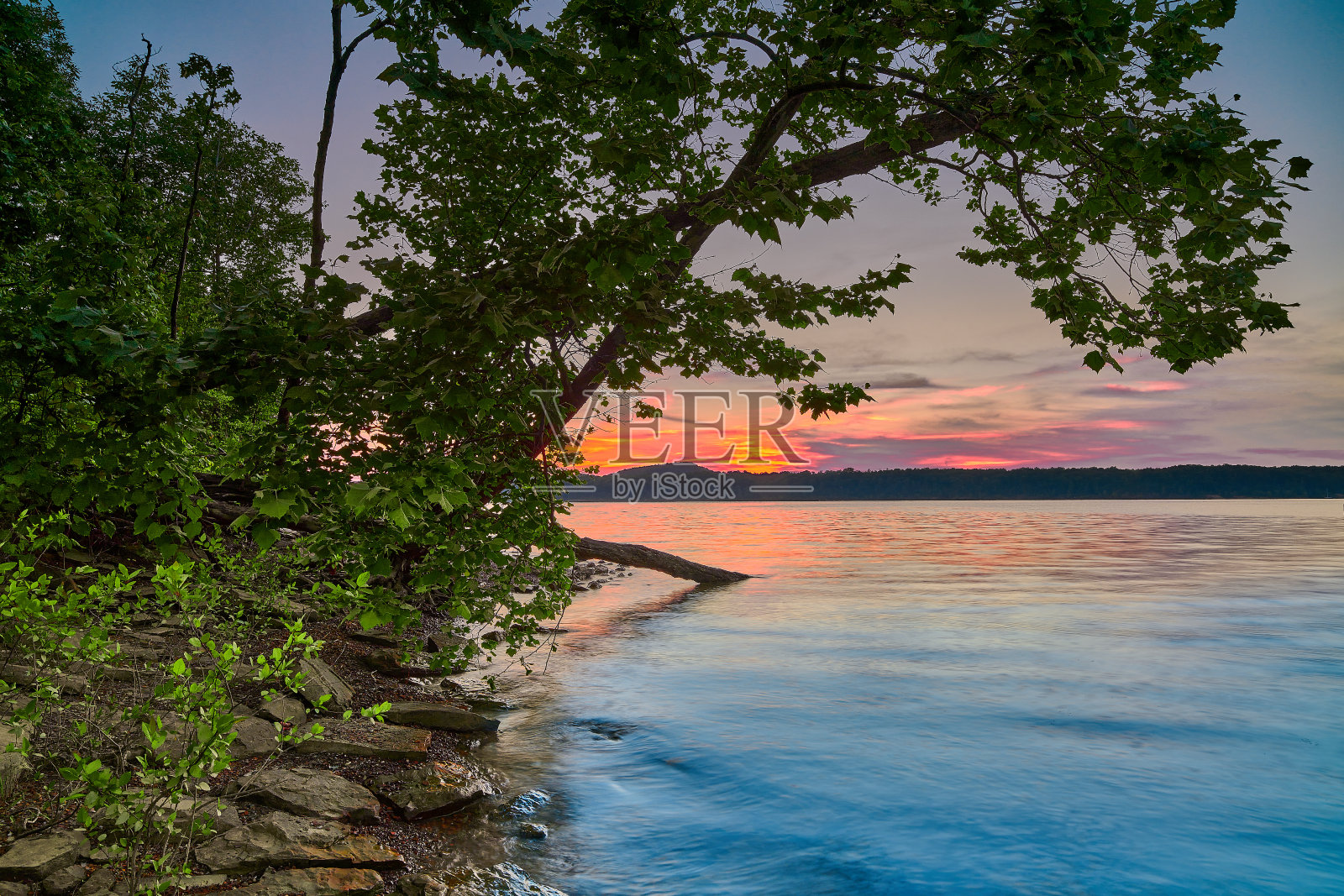 洞润湖岸线倾斜的树，KY与夕阳。照片摄影图片