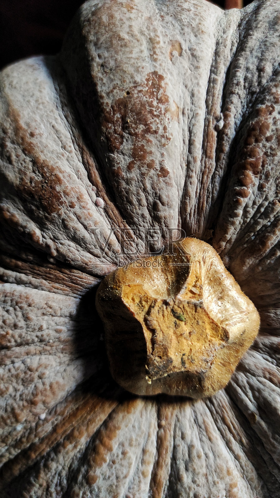 详细介绍市场上出售的新鲜南瓜水果照片摄影图片