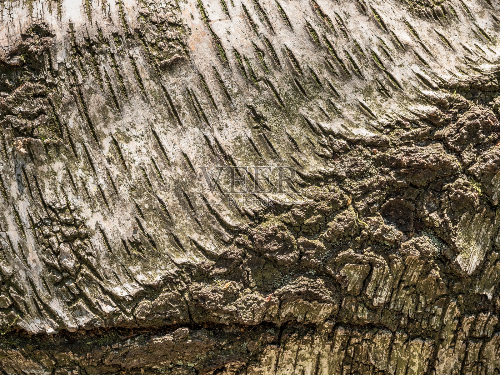 Kleiner Bärenstein在撒克逊瑞士-桦树皮结构，纹理，宏观照片摄影图片