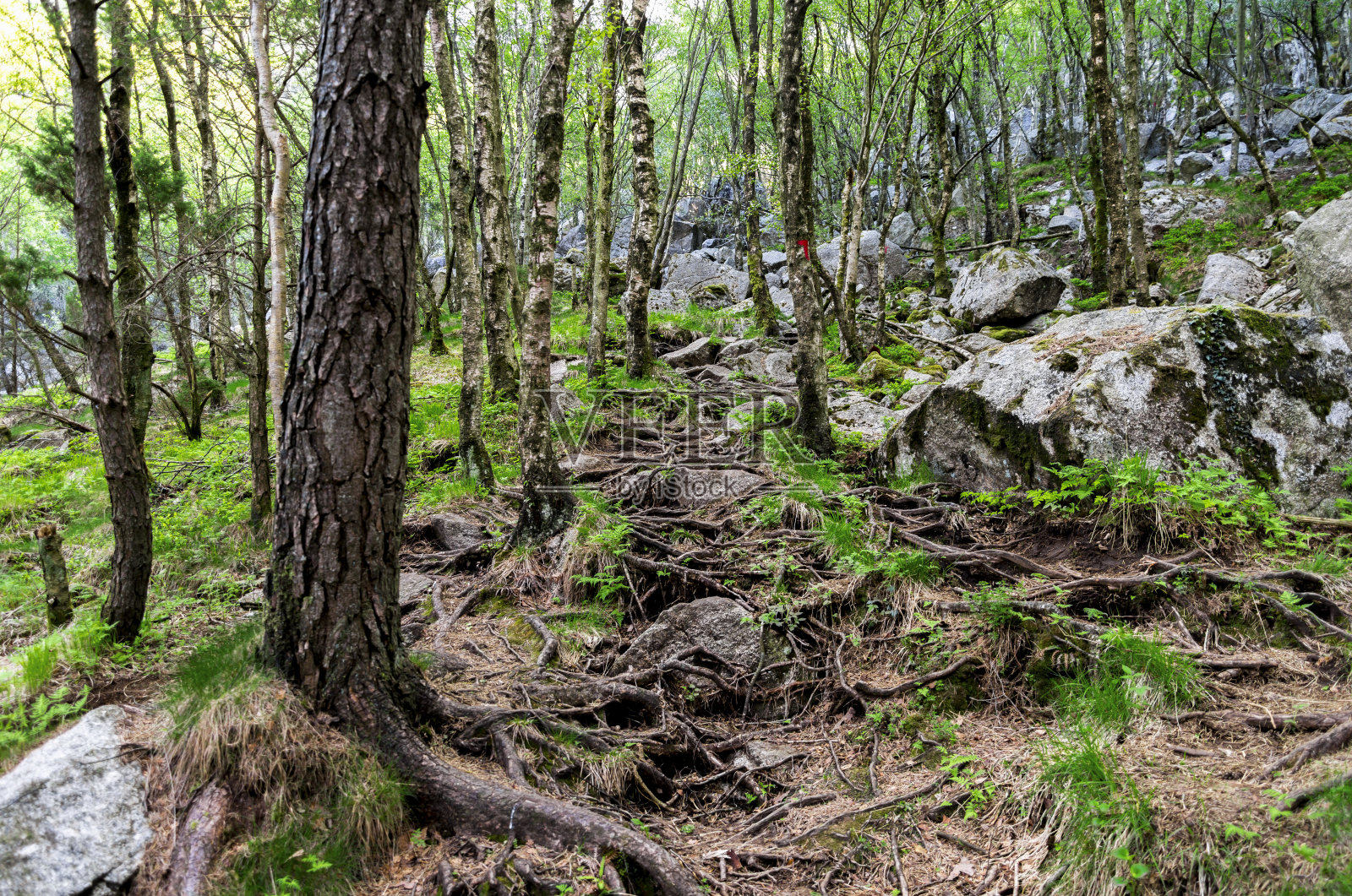 在前往Lifjel的旅游徒步路线上，茂密的树根覆盖在森林的岩石上照片摄影图片