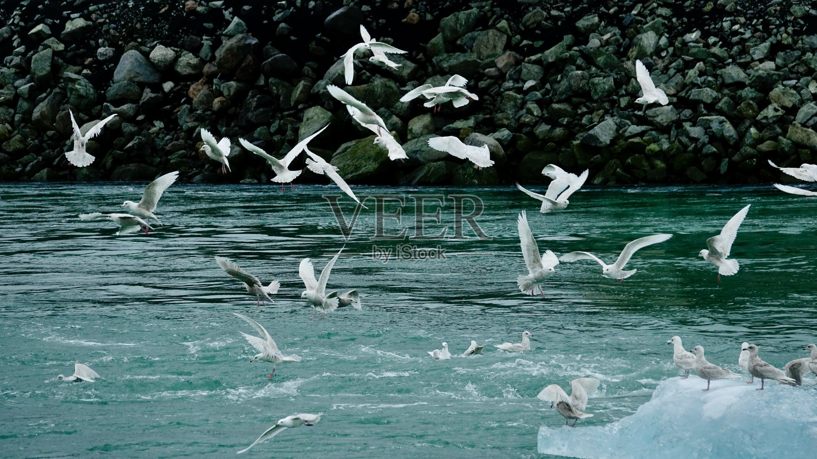 海鸥在冰岛的漂浮冰山上游泳照片摄影图片