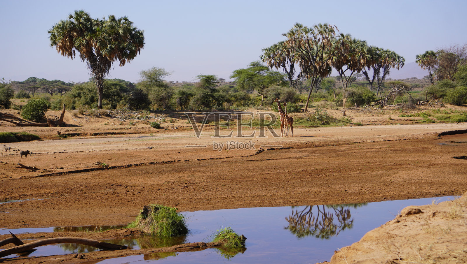 有大象、长颈鹿和河流的场景。照片摄影图片