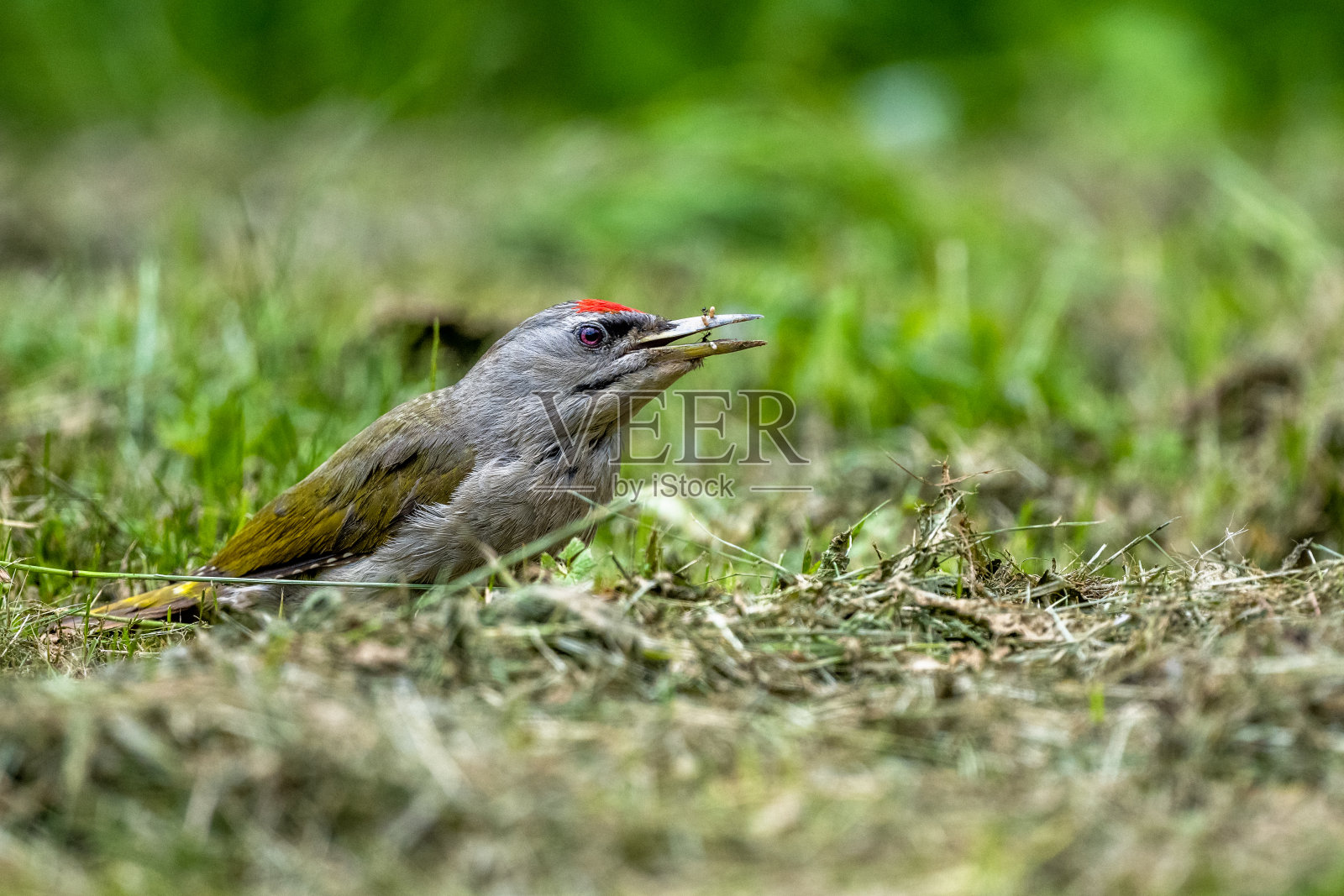 啄木鸟在蚁丘中觅食。灰头啄木鸟，Picus canus。照片摄影图片