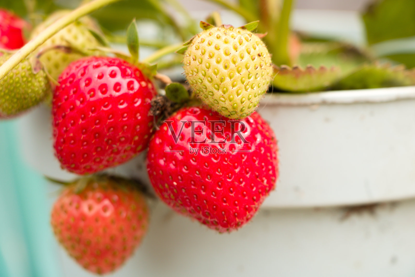 花盆里的草莓照片摄影图片