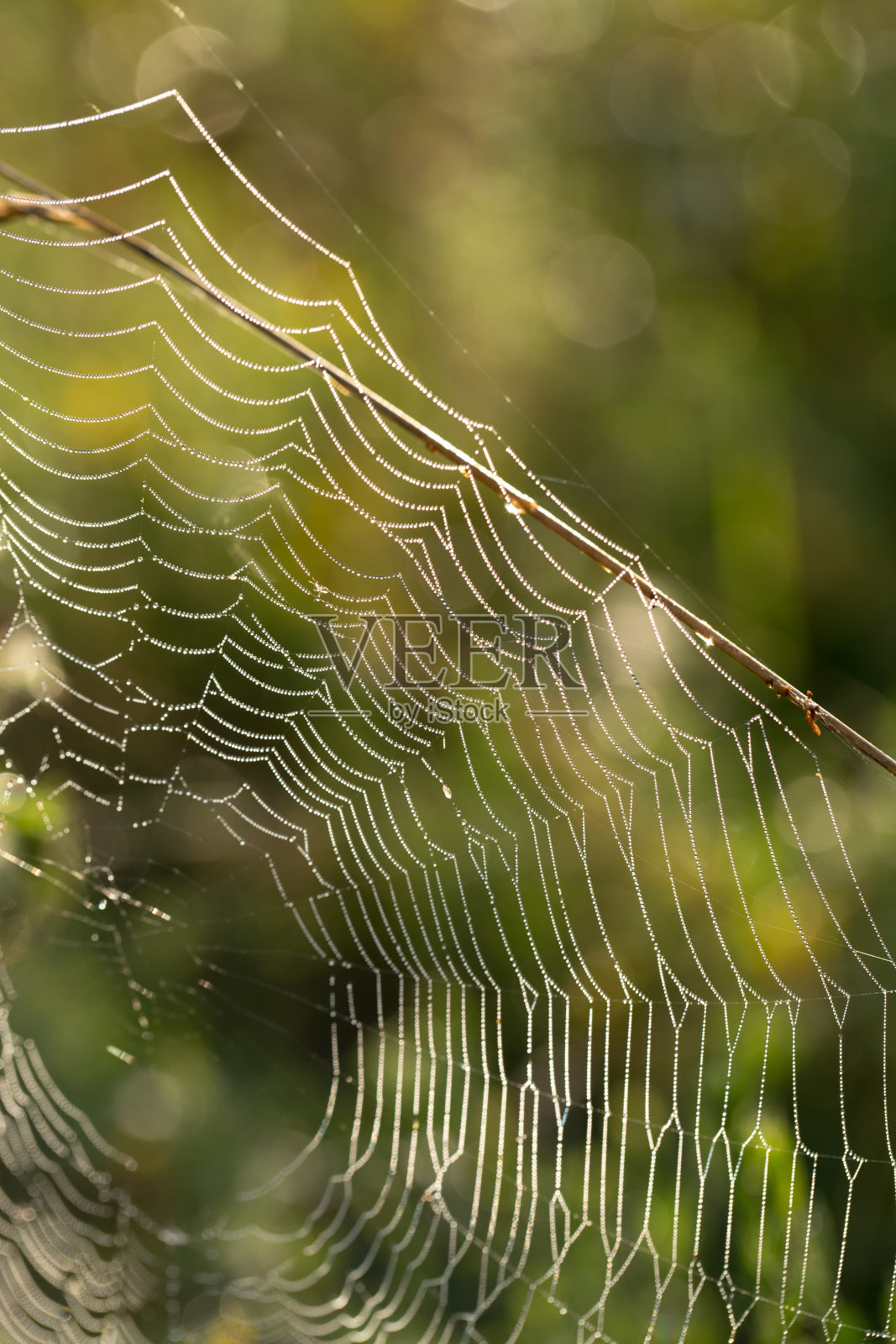 蛛网在清晨的草丛中，水滴在壁画中照片摄影图片