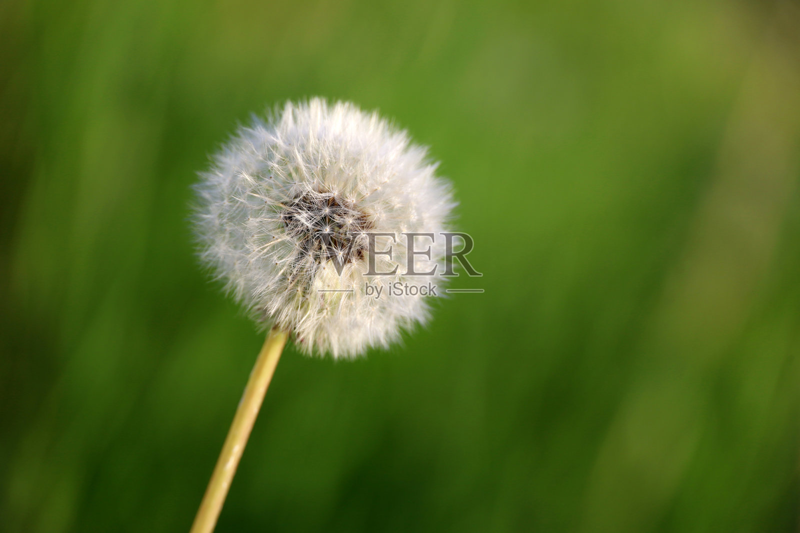 蒲公英的种子头在绿色的草甸上，选择性集中照片摄影图片