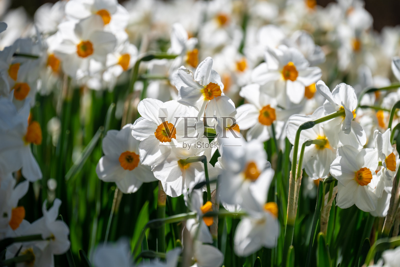 水仙花在日出照片摄影图片