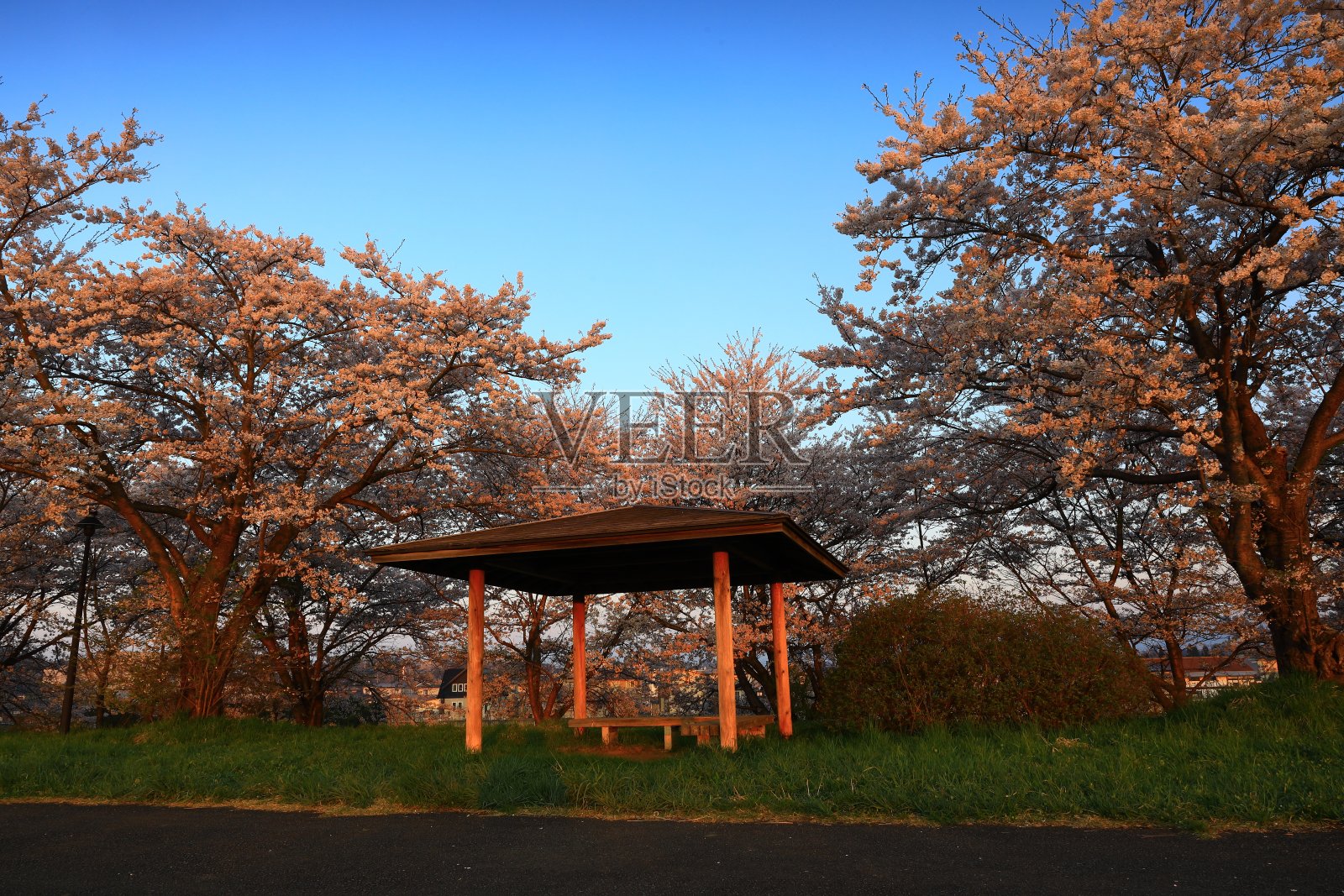 蓝天，樱花盛开照片摄影图片