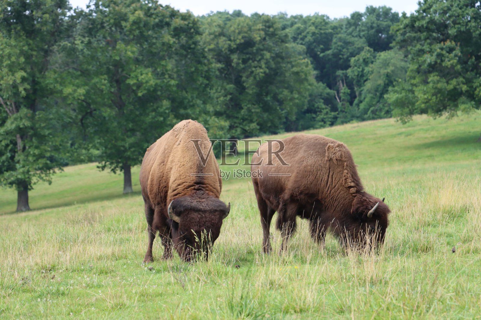 两只野牛在草原上吃草照片摄影图片