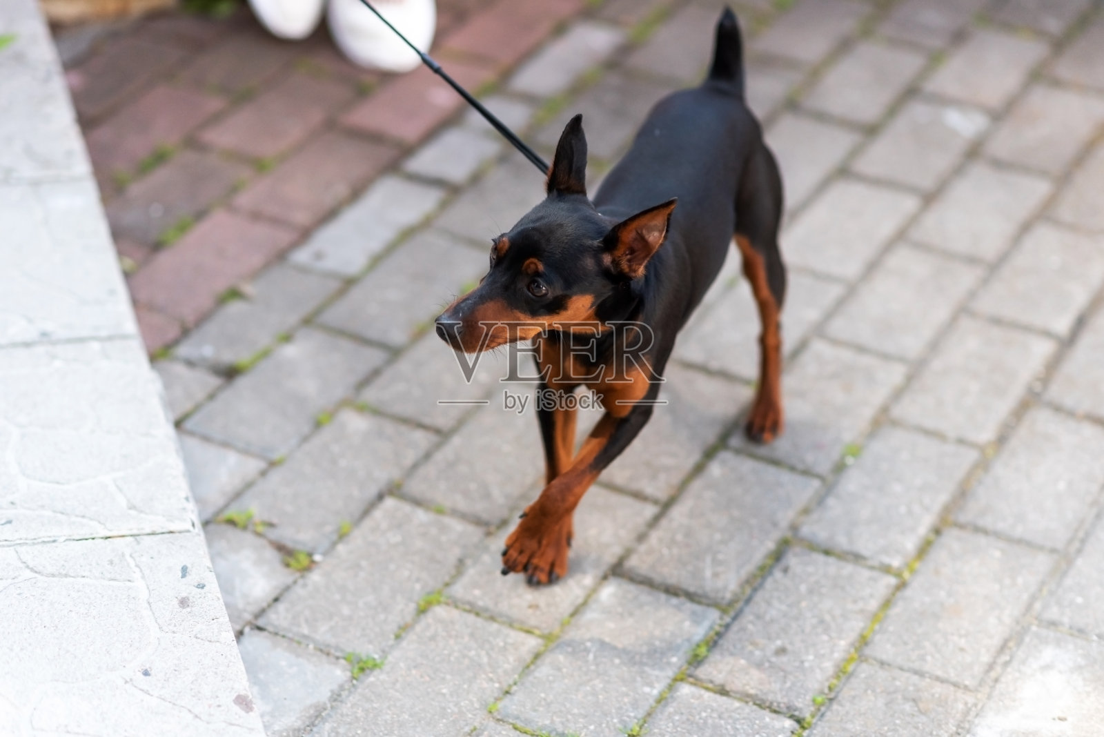 迷你杜宾犬，用细绳拴着，白天在户外照片摄影图片