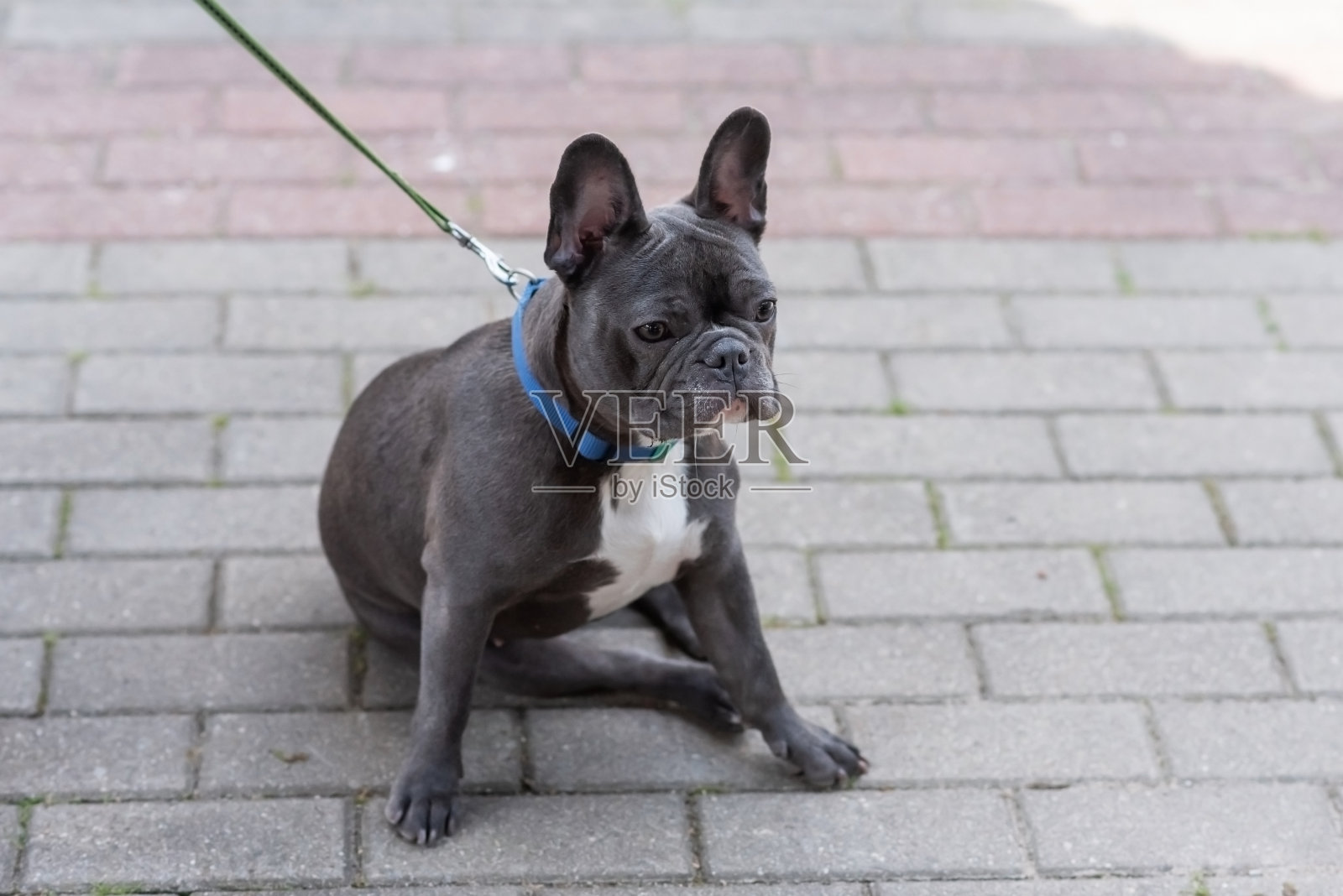 可爱的黑白法国斗牛犬照片摄影图片