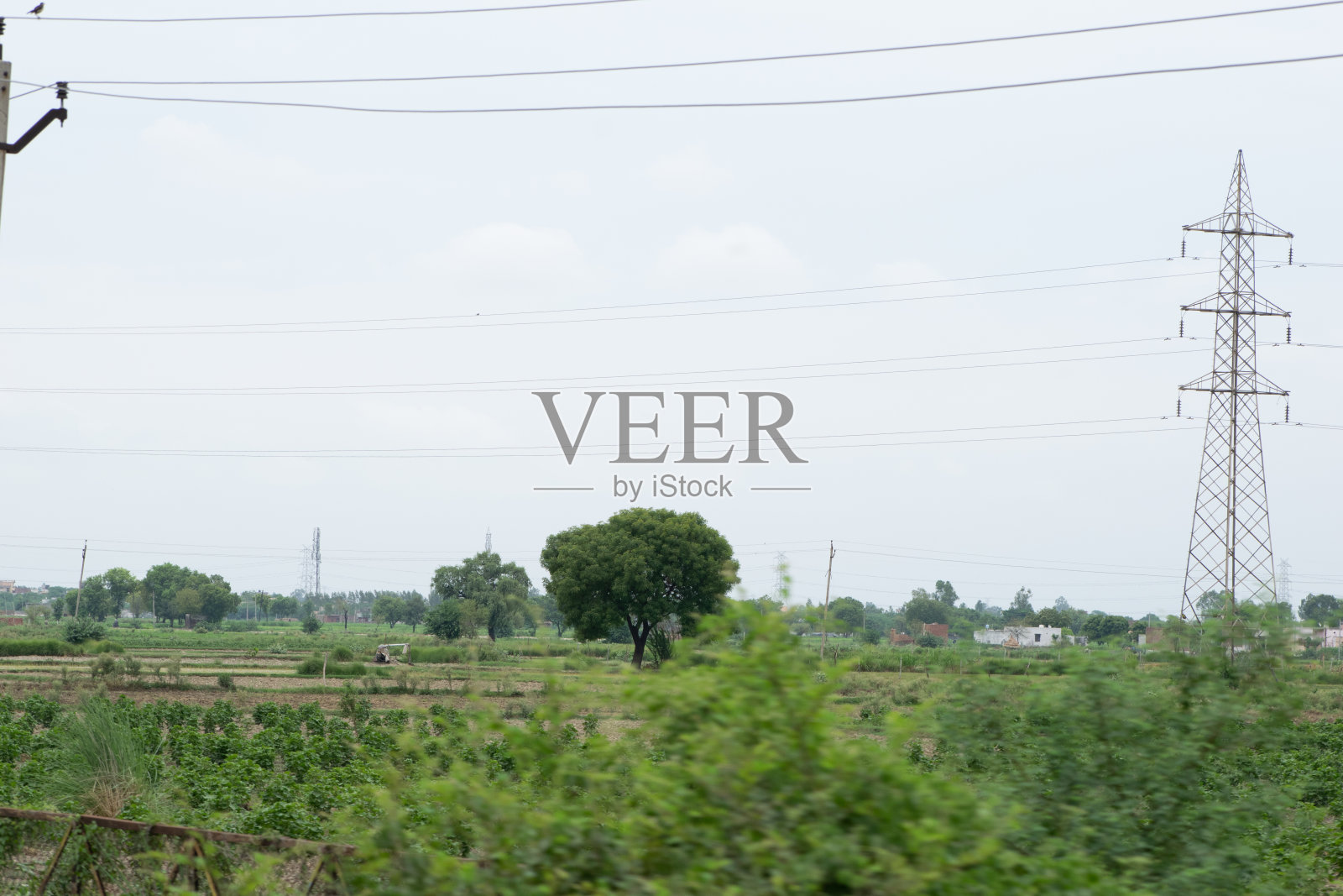 草地上孤零零的一棵树照片摄影图片