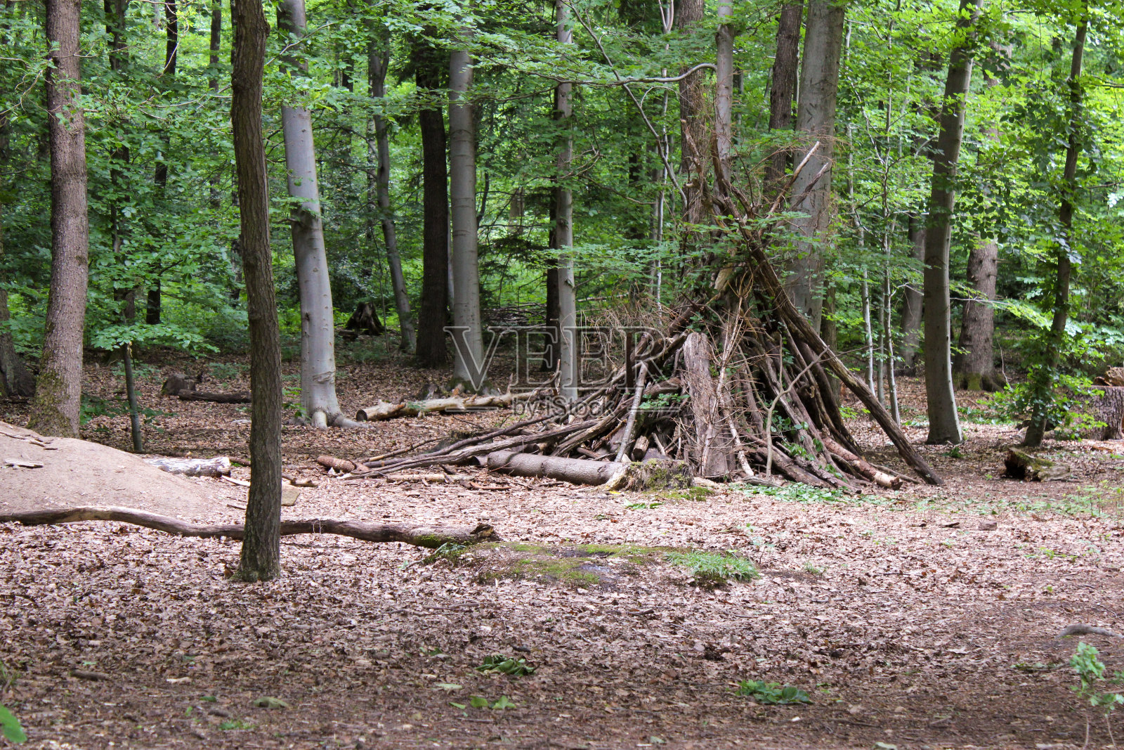 野生森林里的树枝小屋照片摄影图片