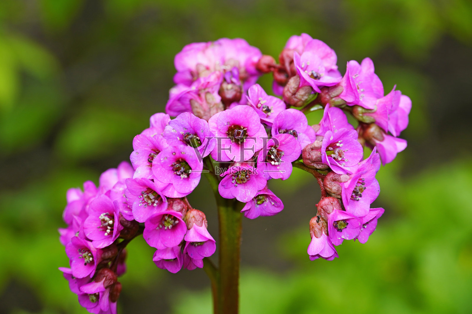 多汁特写。自然环境中的开花植物。照片摄影图片