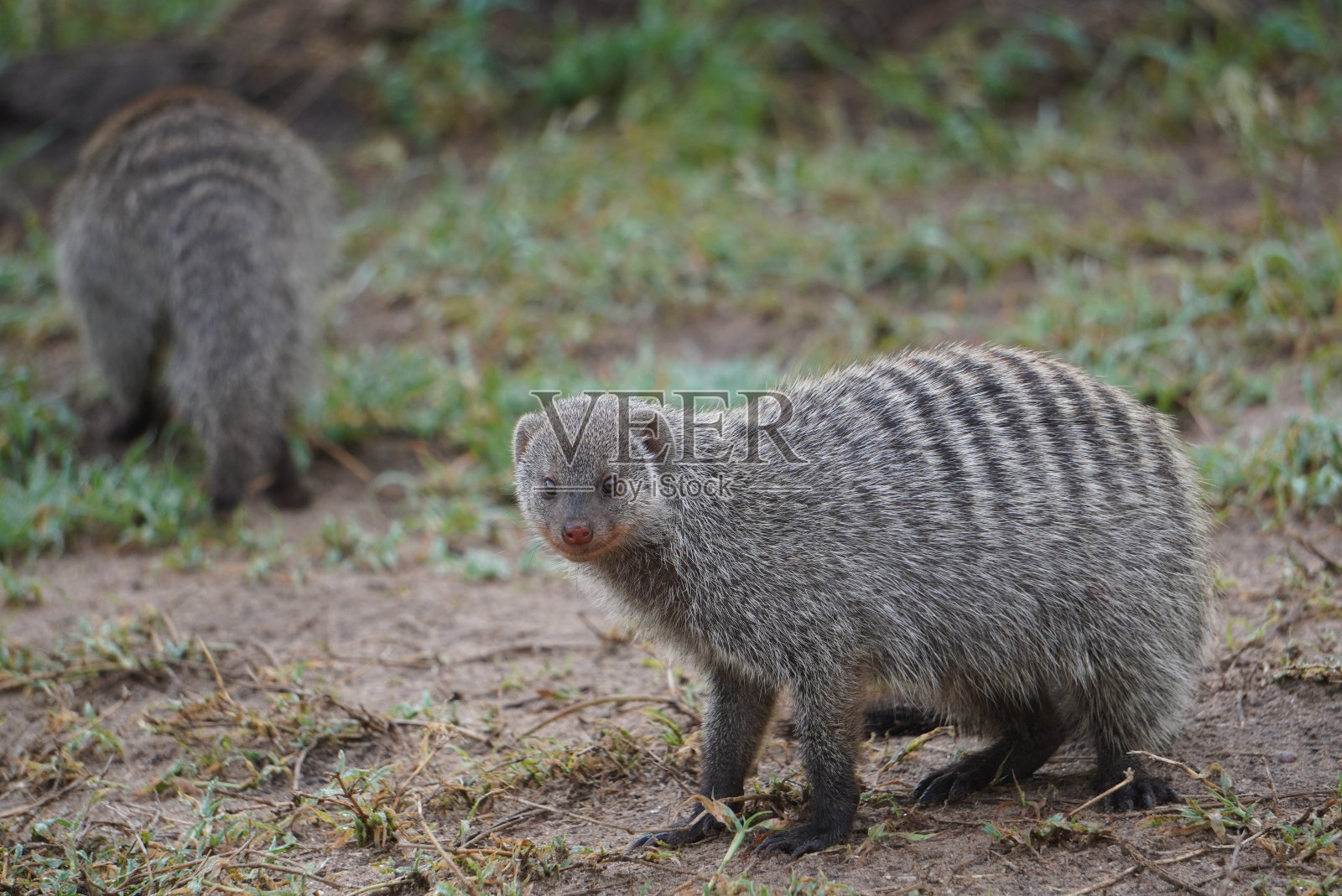 带条纹的猫鼬的特写。照片摄影图片
