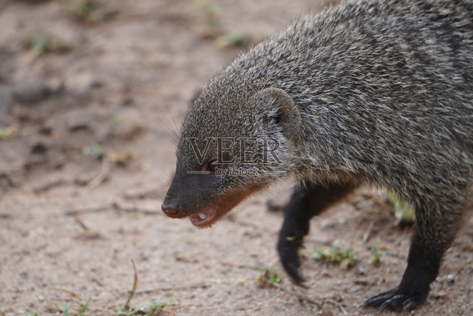 一个带状猫鼬。照片摄影图片