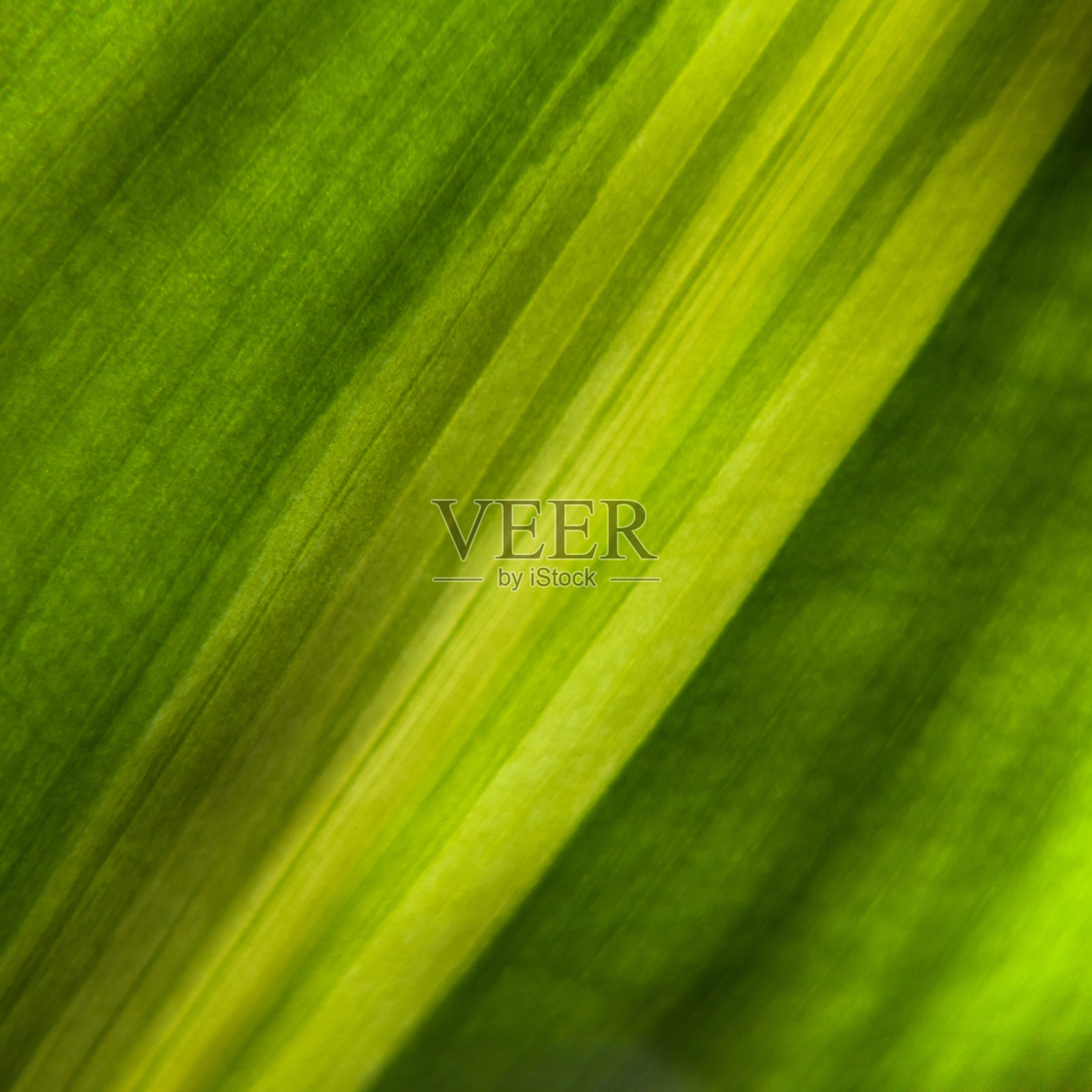 绿叶以线条的纹理和图案表现出来。绿叶背景照片摄影图片