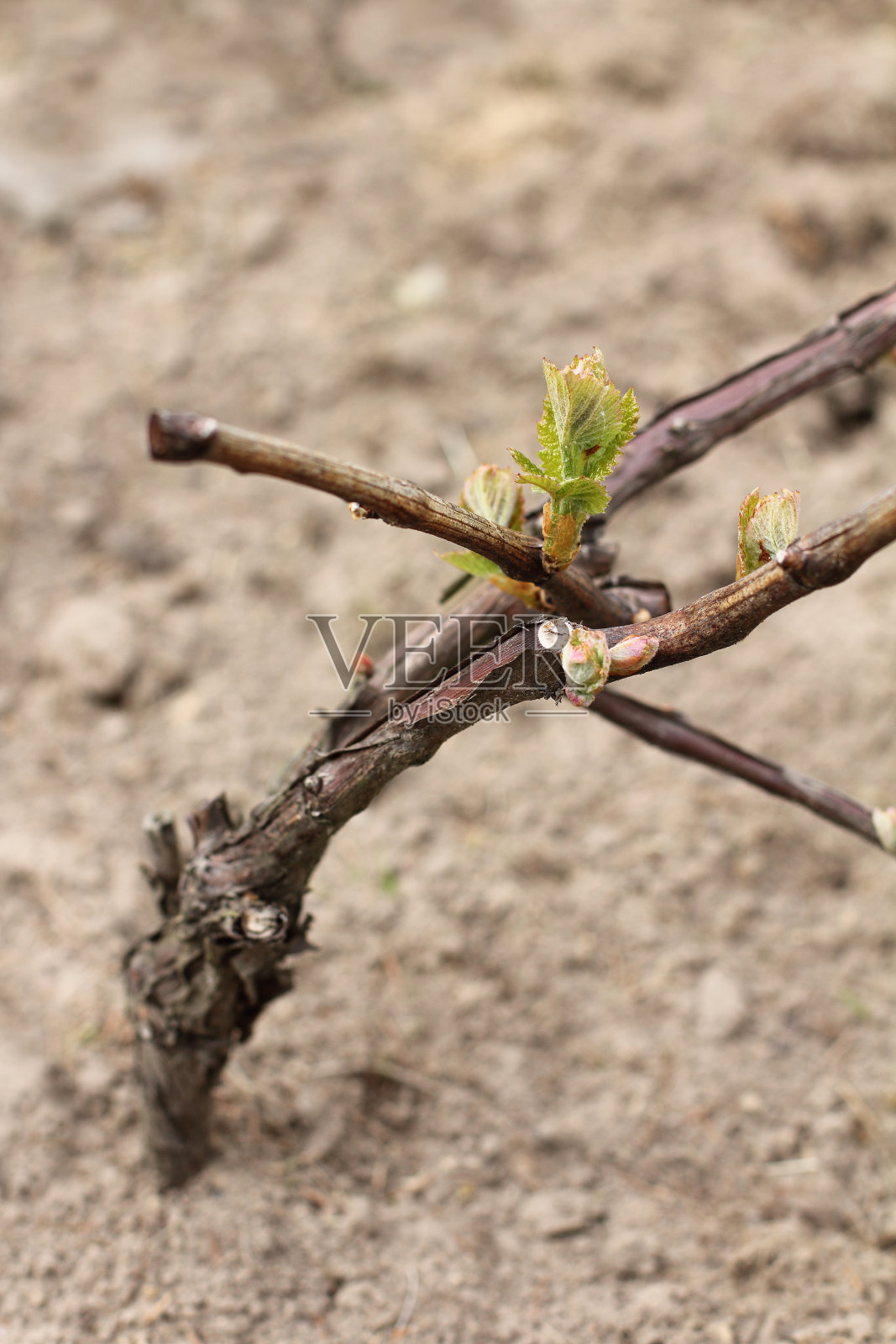 新作物的开始照片摄影图片