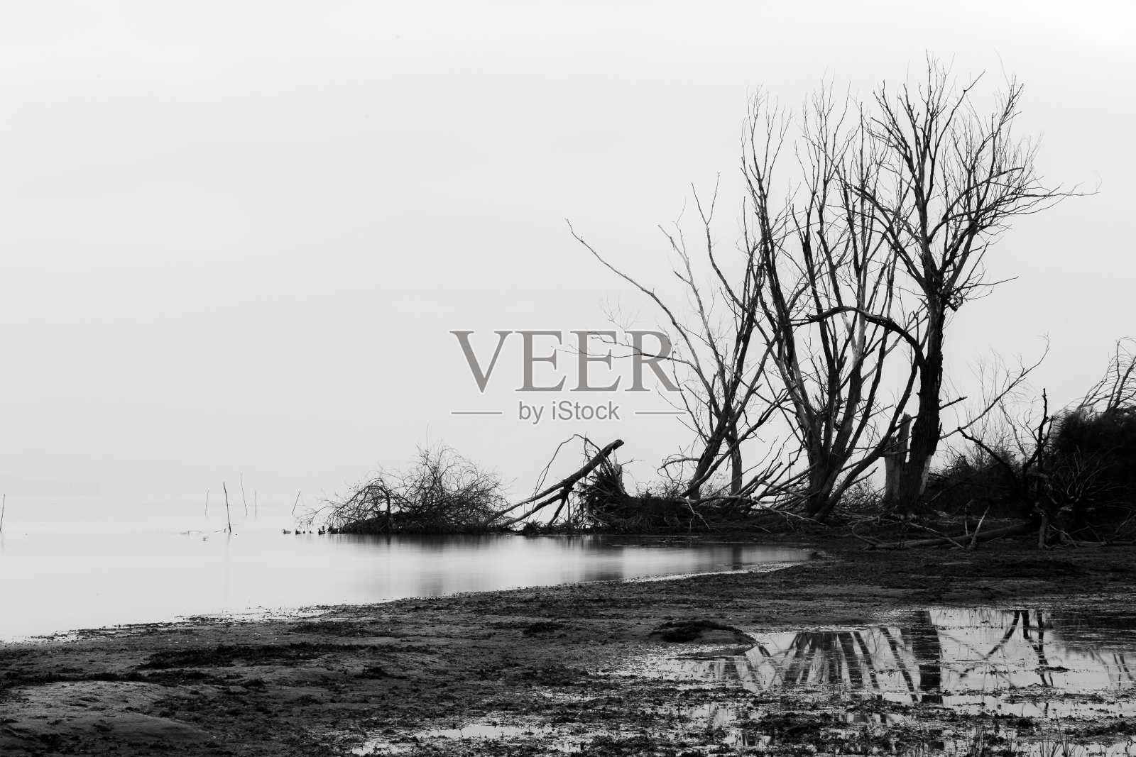 湖岸的景色，完美的平静的水和骨骼，破碎的树木照片摄影图片