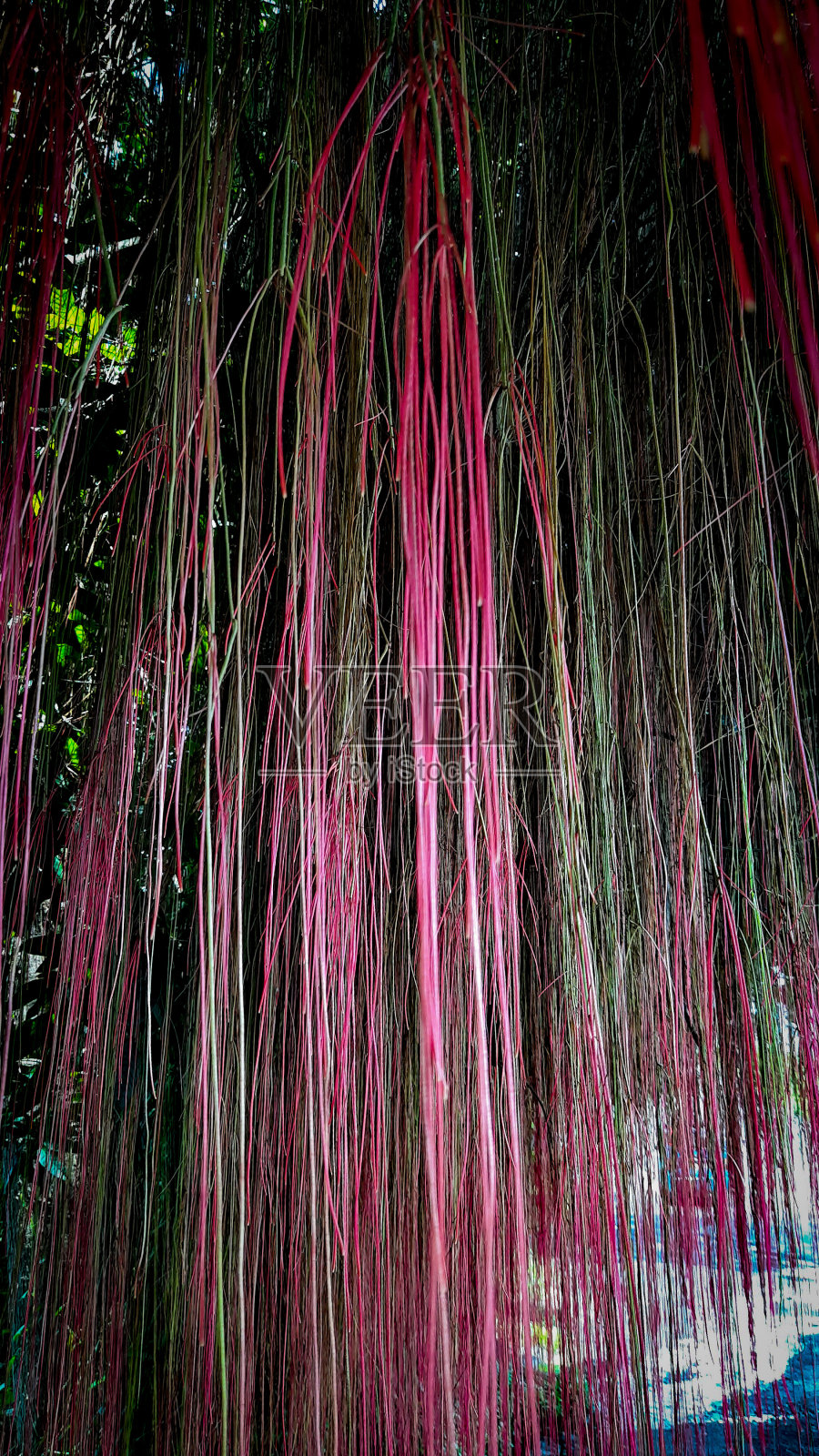 笔者认为照片摄影图片