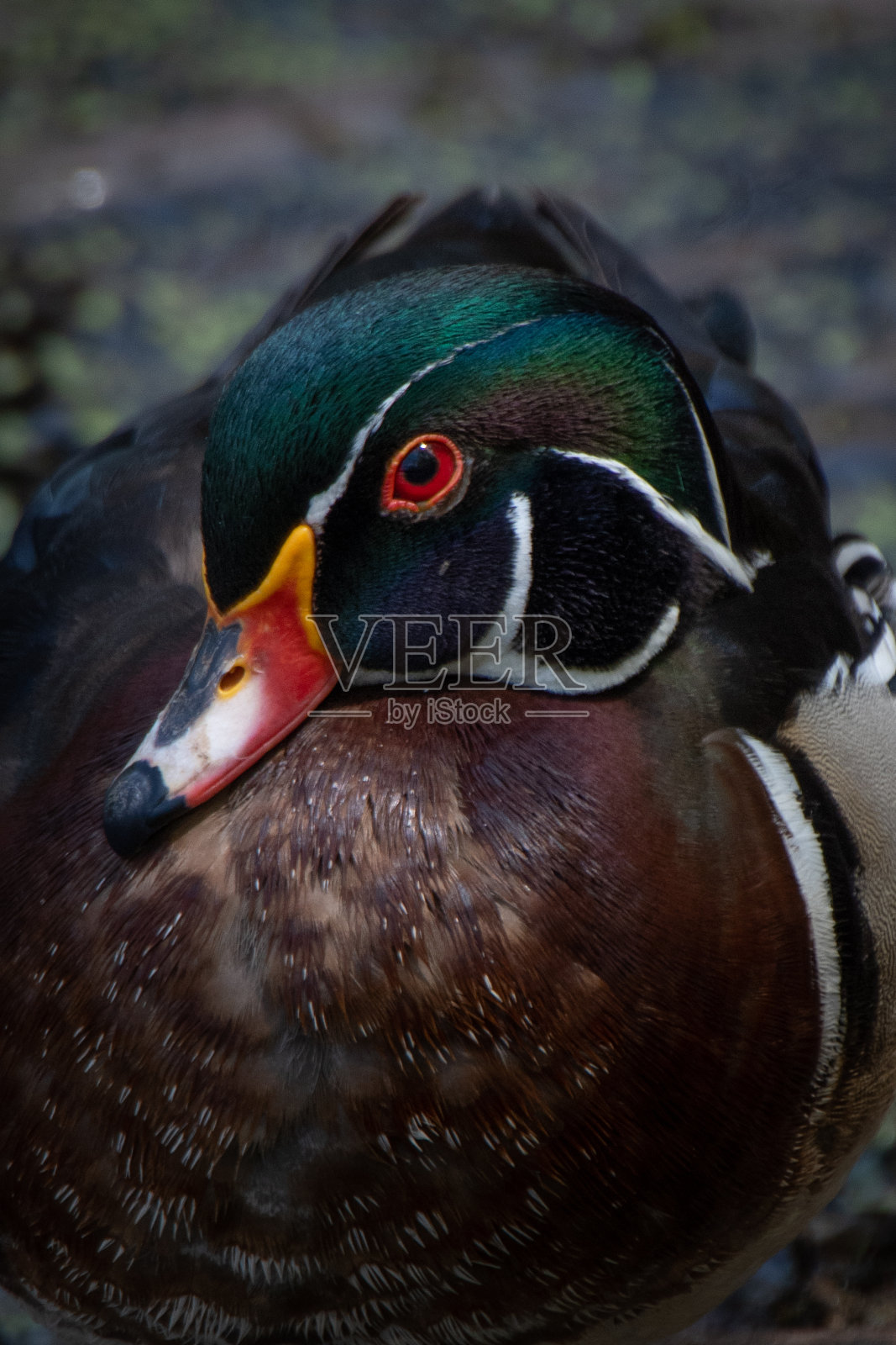 木鸭子德雷克照片摄影图片
