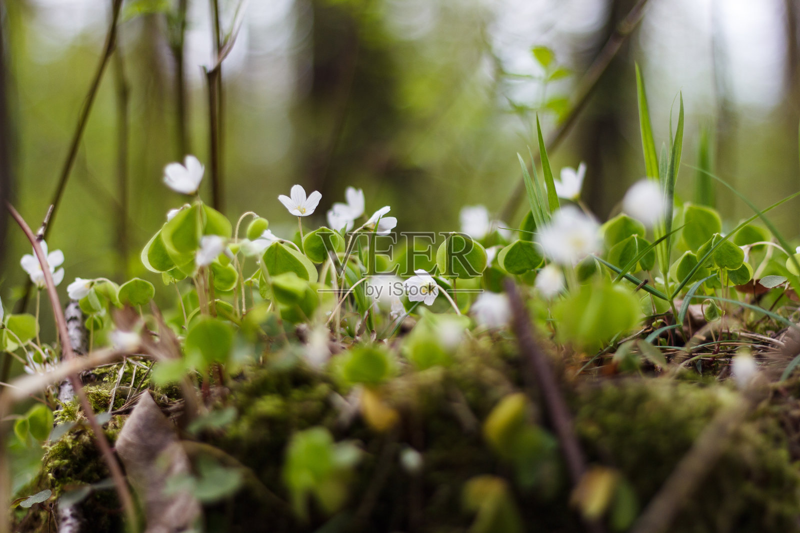 草地上的银莲花照片摄影图片
