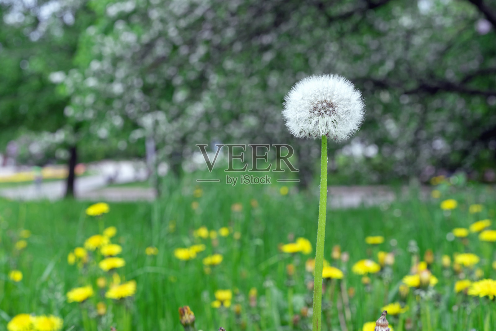 白色蓬松的蒲公英在草地上，绿色的草和黄色的蒲公英。照片摄影图片