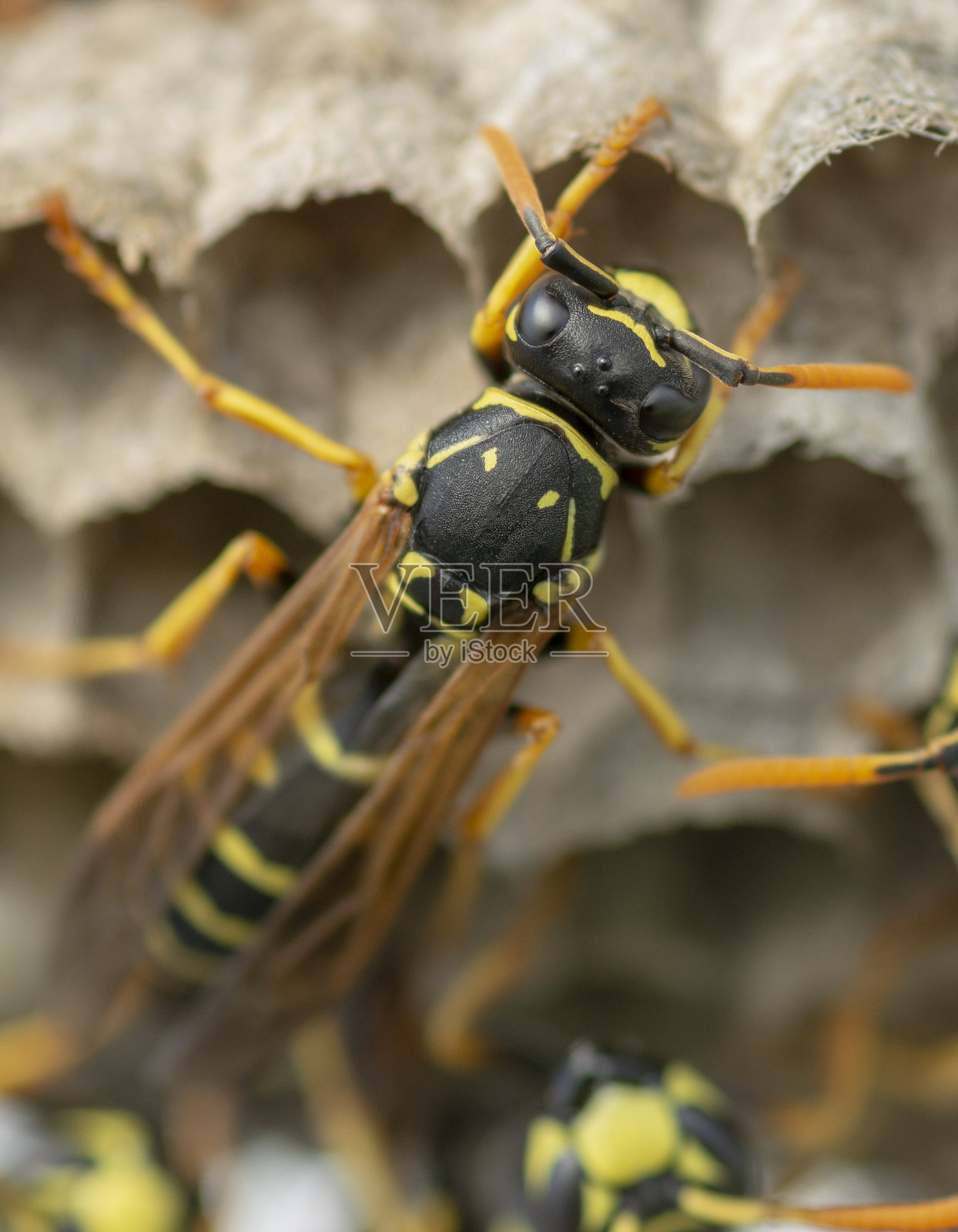 欧洲黄蜂(德国黄蜂)正在筑巢建立新的殖民地。照片摄影图片