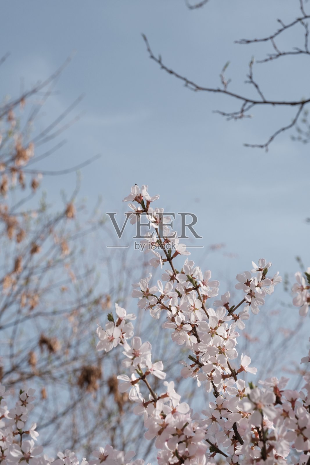 蓝天下的苏库拉照片摄影图片