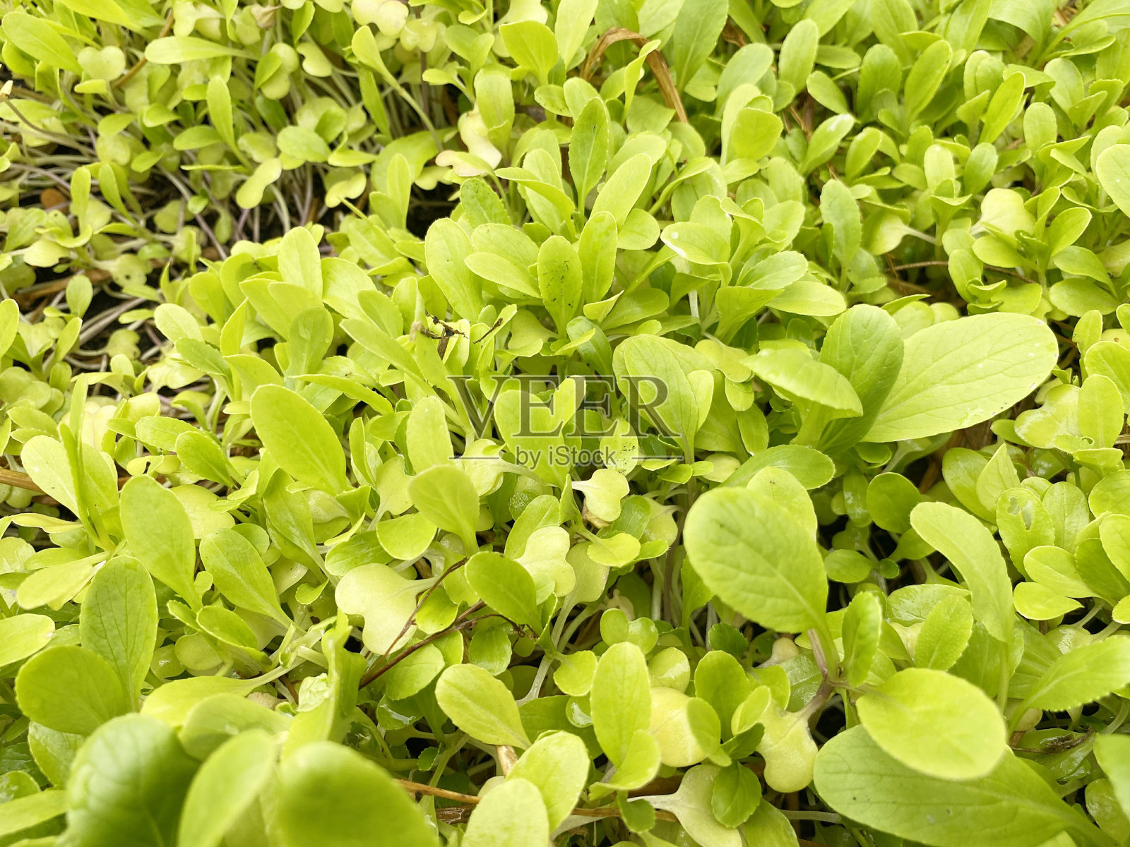 广东树在自然园林照片摄影图片