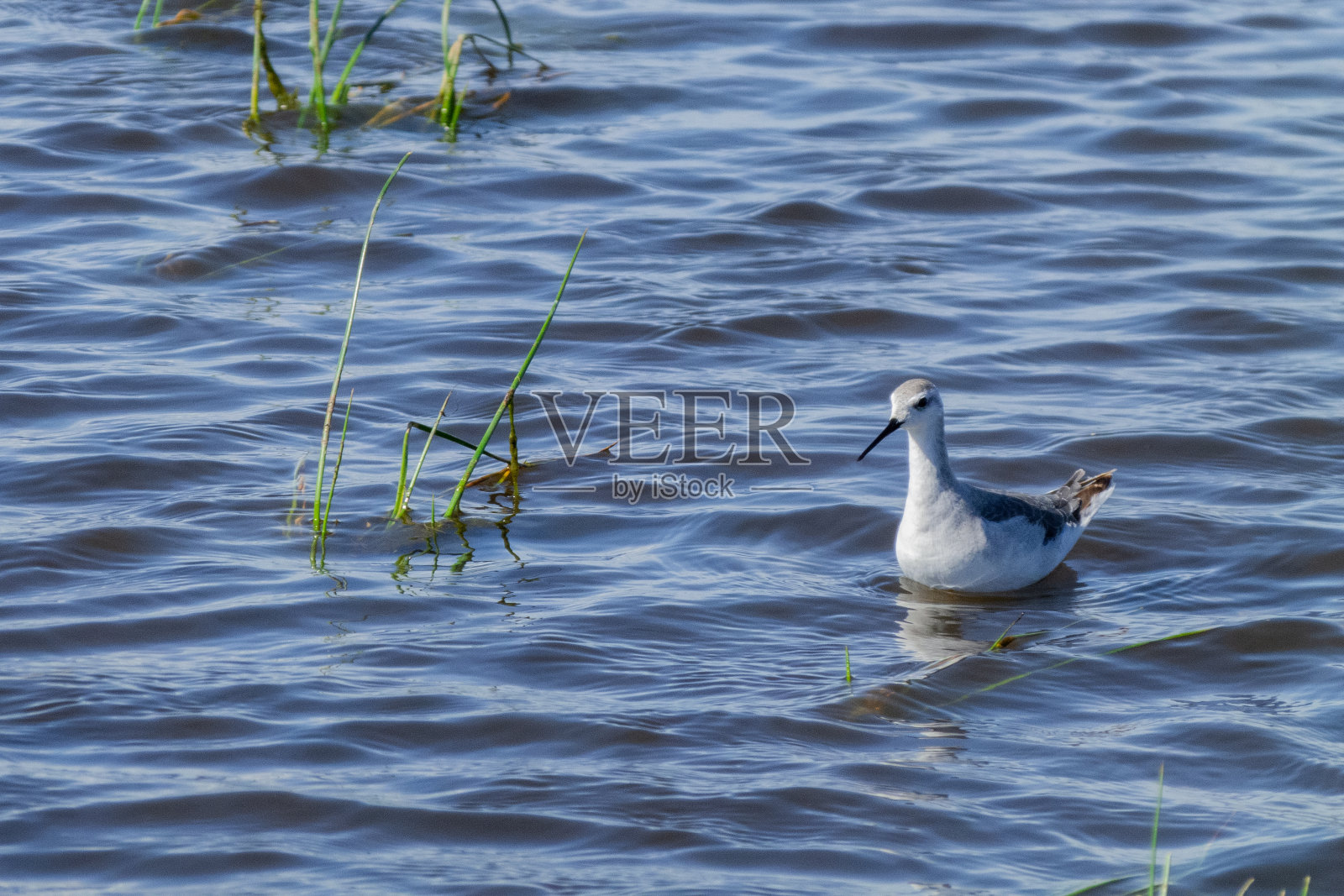 在水里游泳时直视的archibebe鸟照片摄影图片