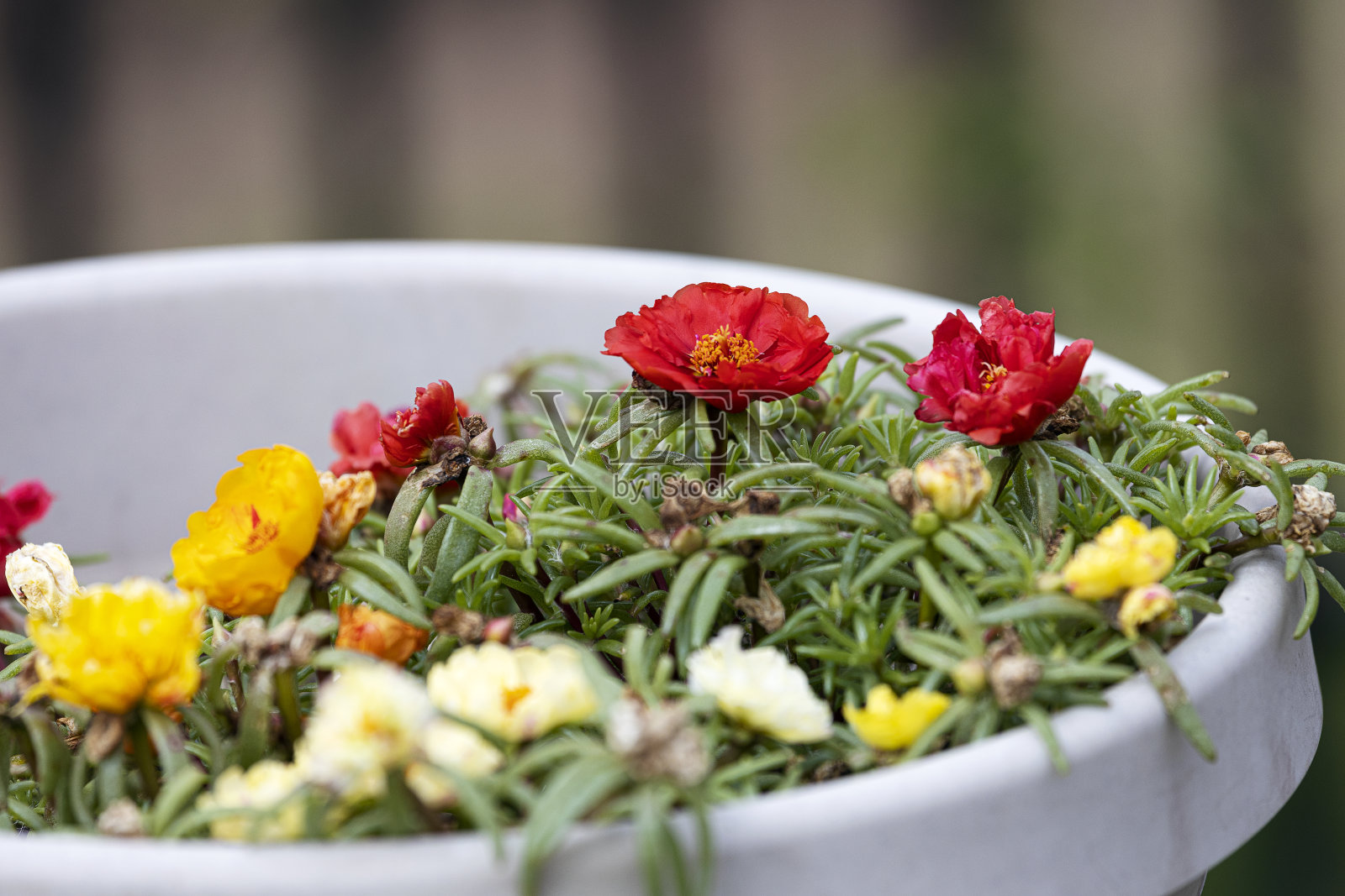 马齿苋属的植物照片摄影图片