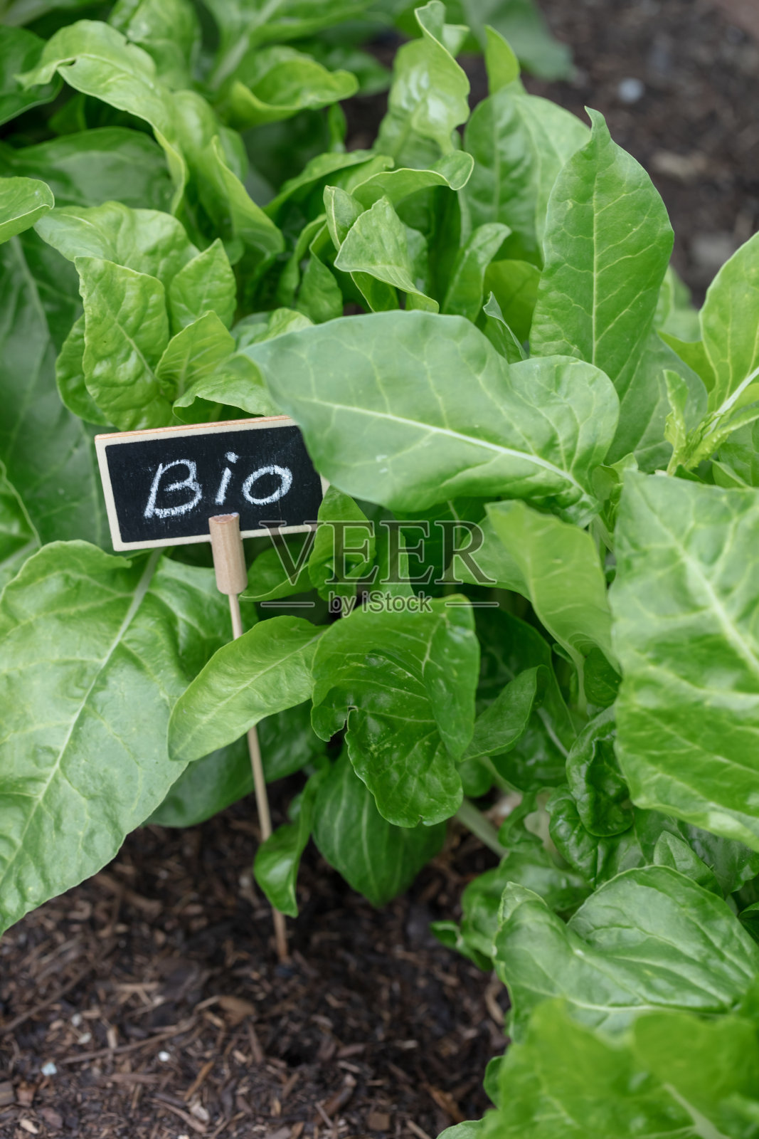 家里菜园里种植的有机沙拉。照片摄影图片