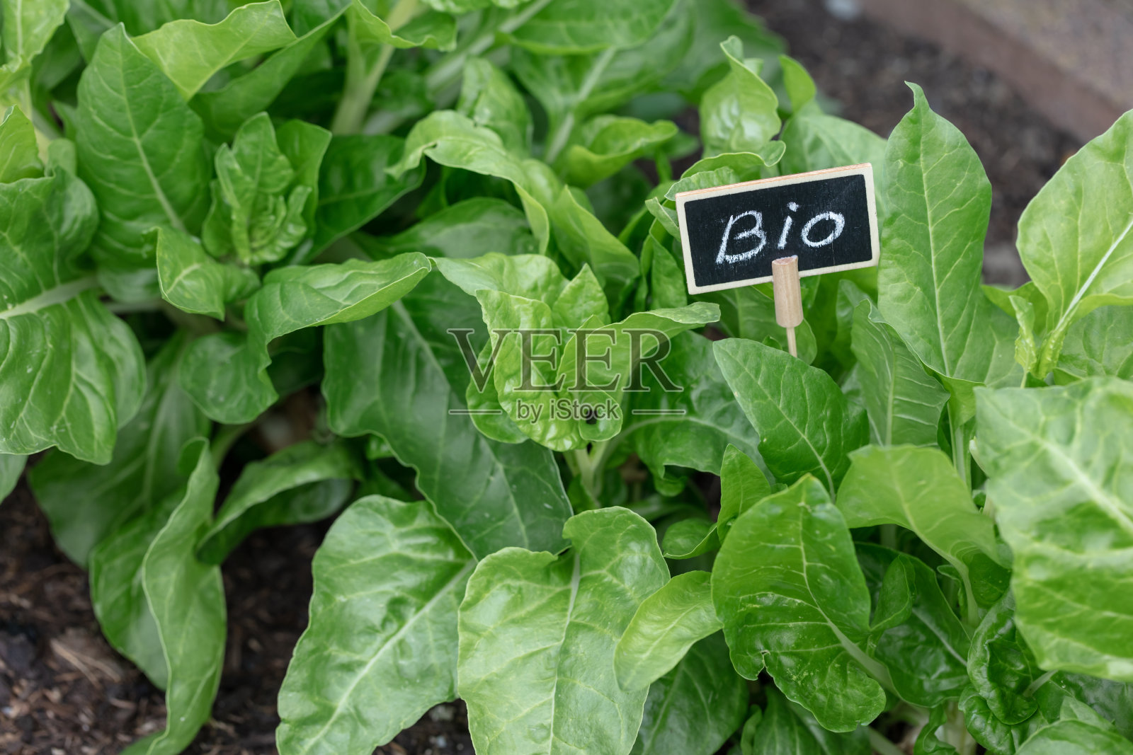 家里菜园里种植的有机沙拉。照片摄影图片