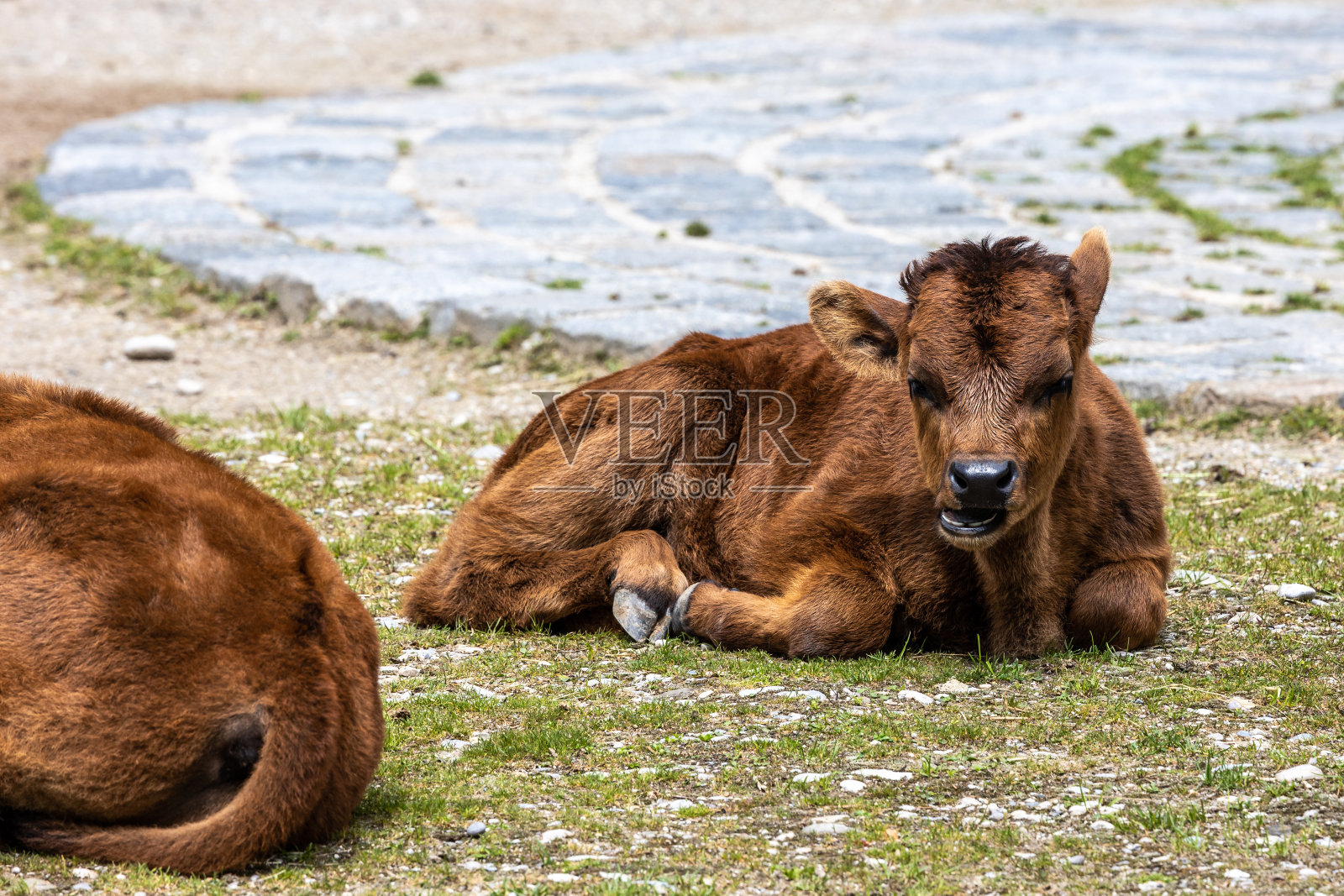 德国公园里年轻的赫克牛犊照片摄影图片