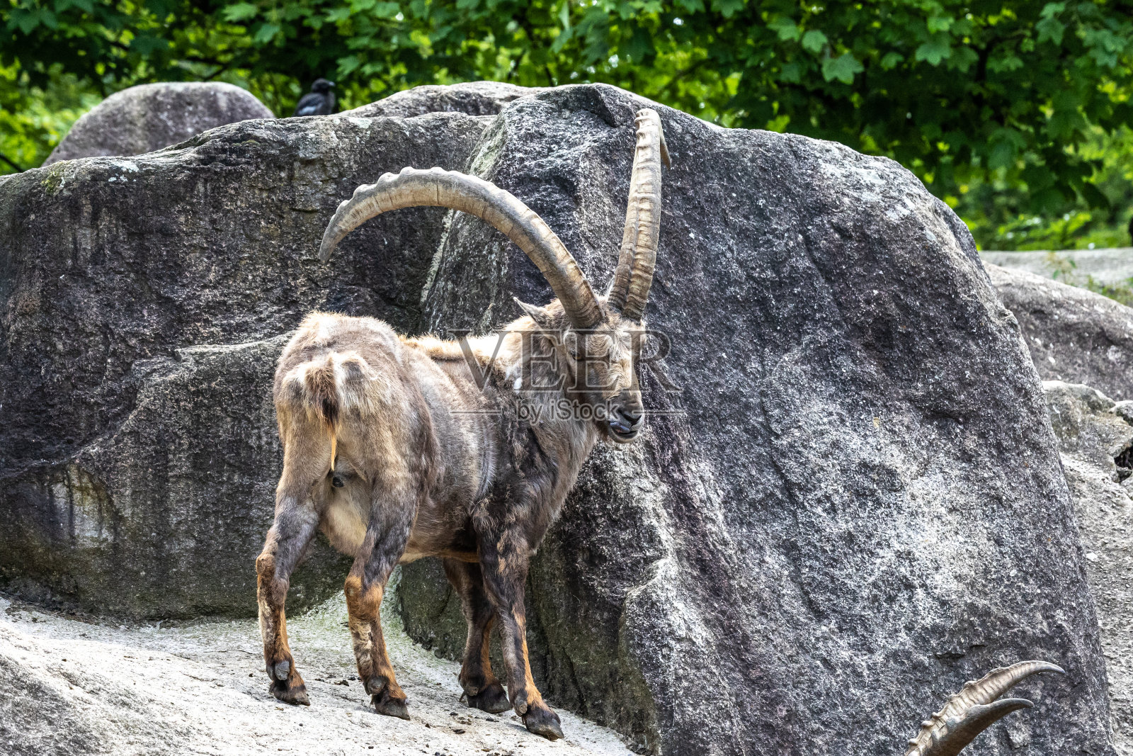 生活在欧洲阿尔卑斯山脉岩石上的雄性山公羊或卡普拉山公羊照片摄影图片