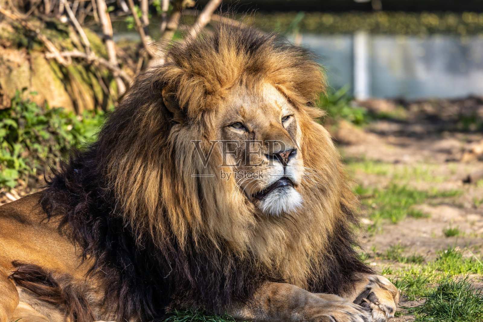 狮子是狮子属的四种大型猫科动物之一照片摄影图片