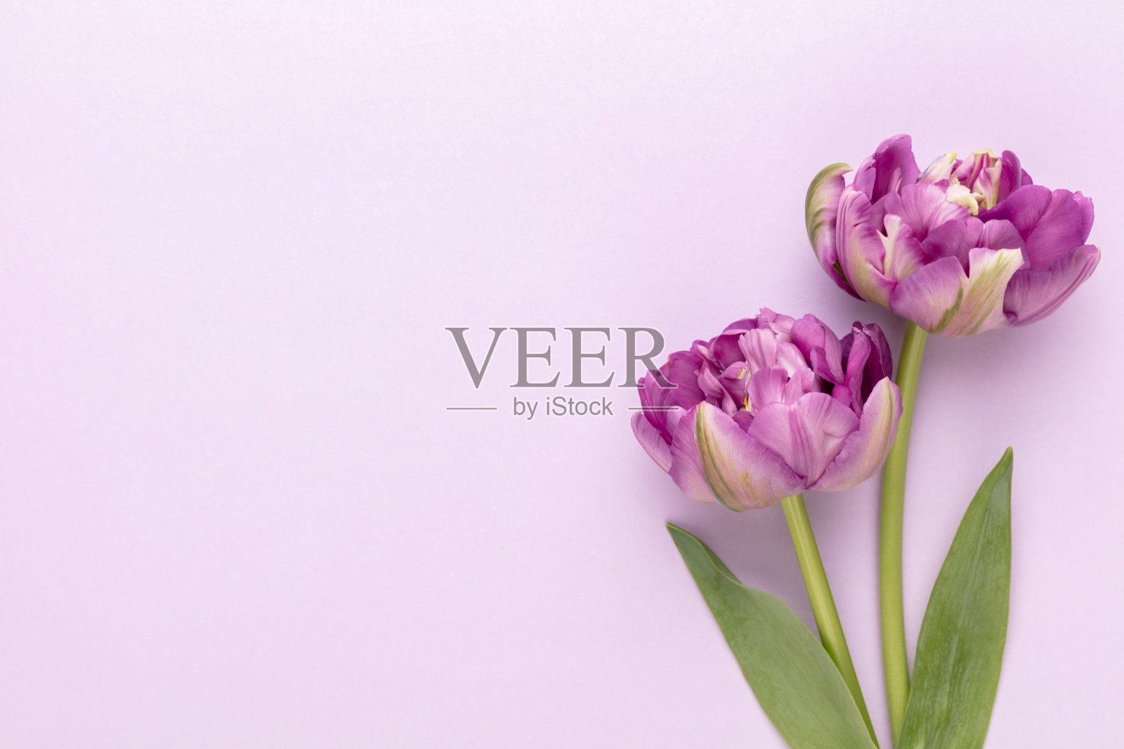 淡紫色郁金香花在柔和的背景。照片摄影图片