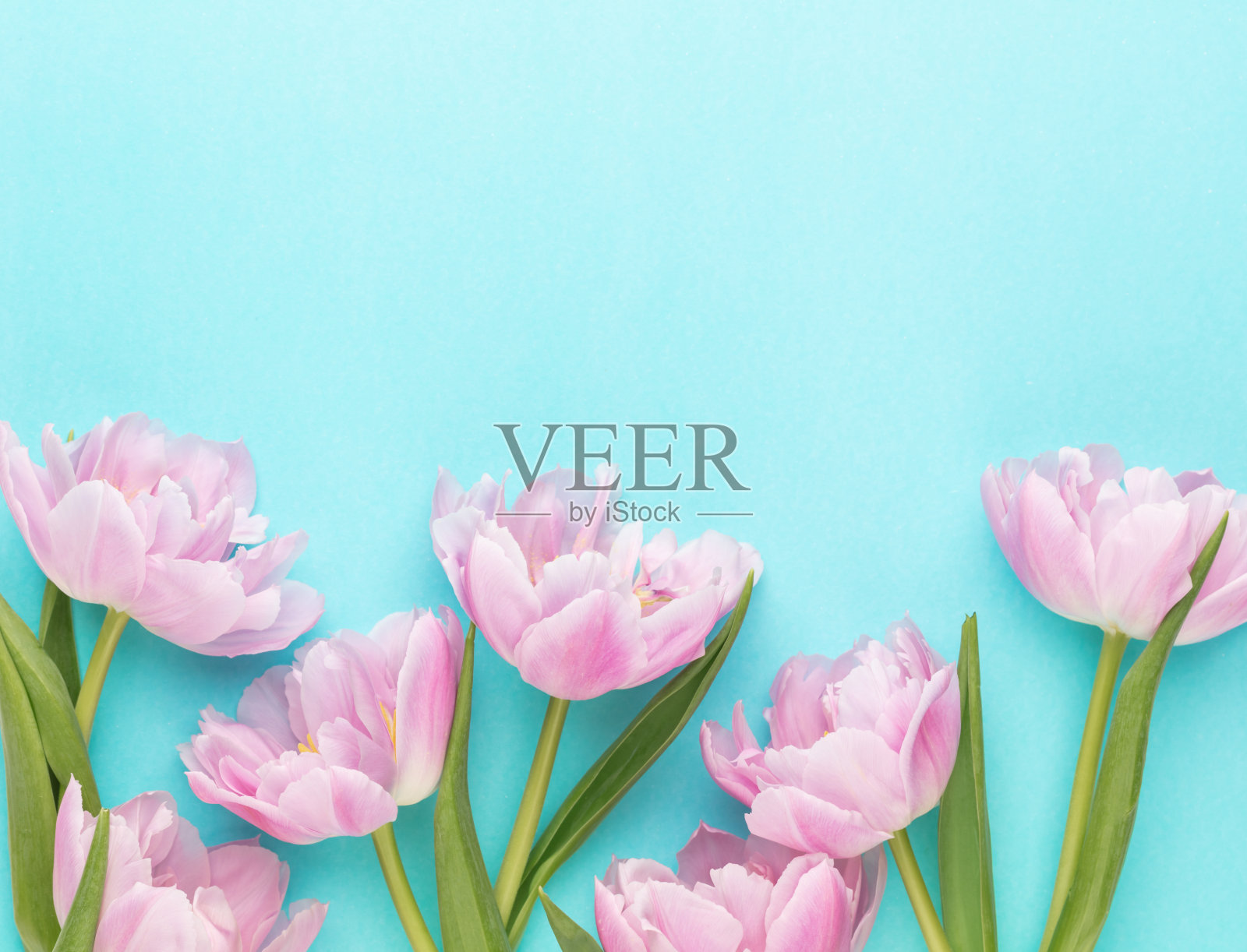 粉红色的郁金香花在柔和的背景。照片摄影图片