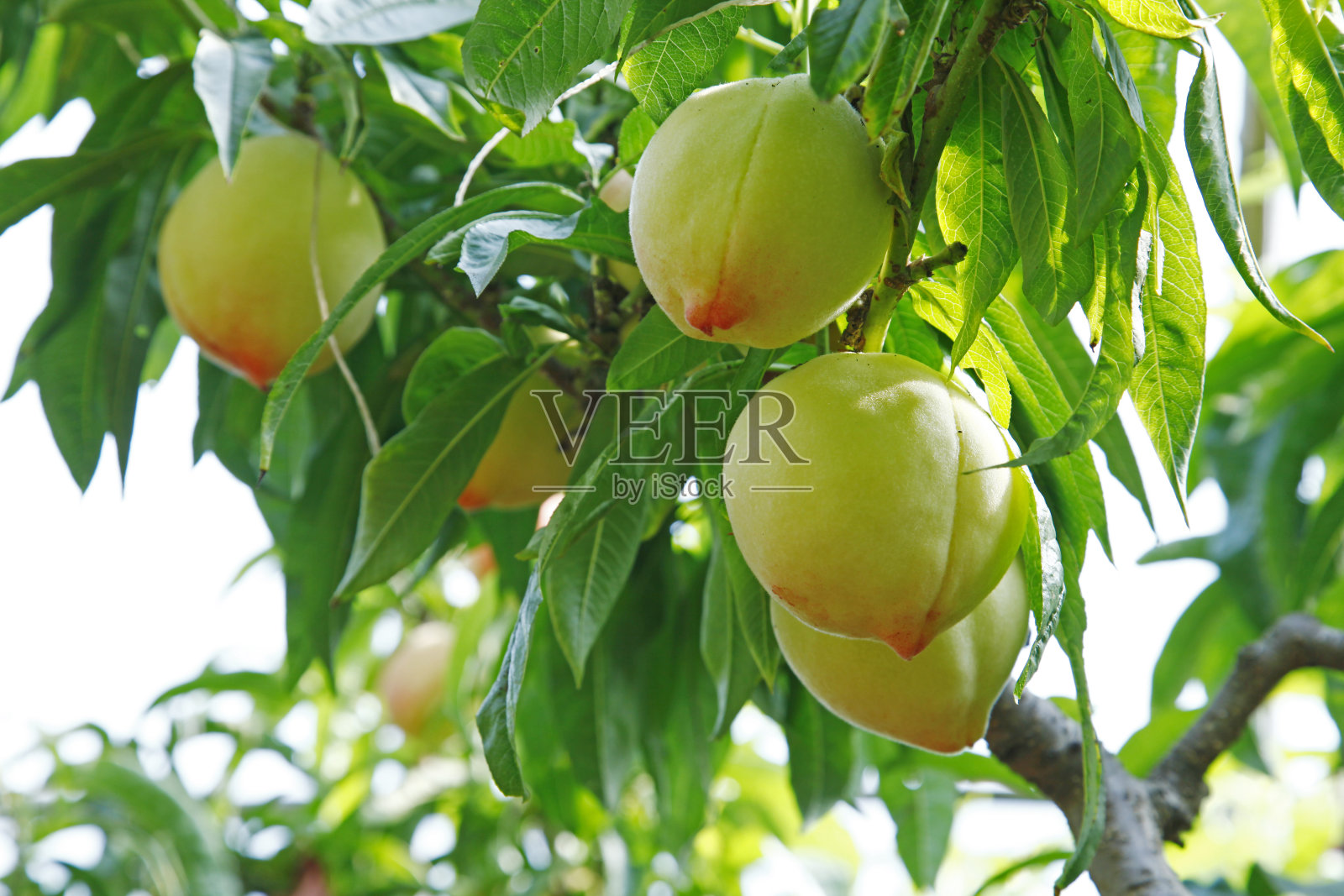 有机桃子在树枝上照片摄影图片