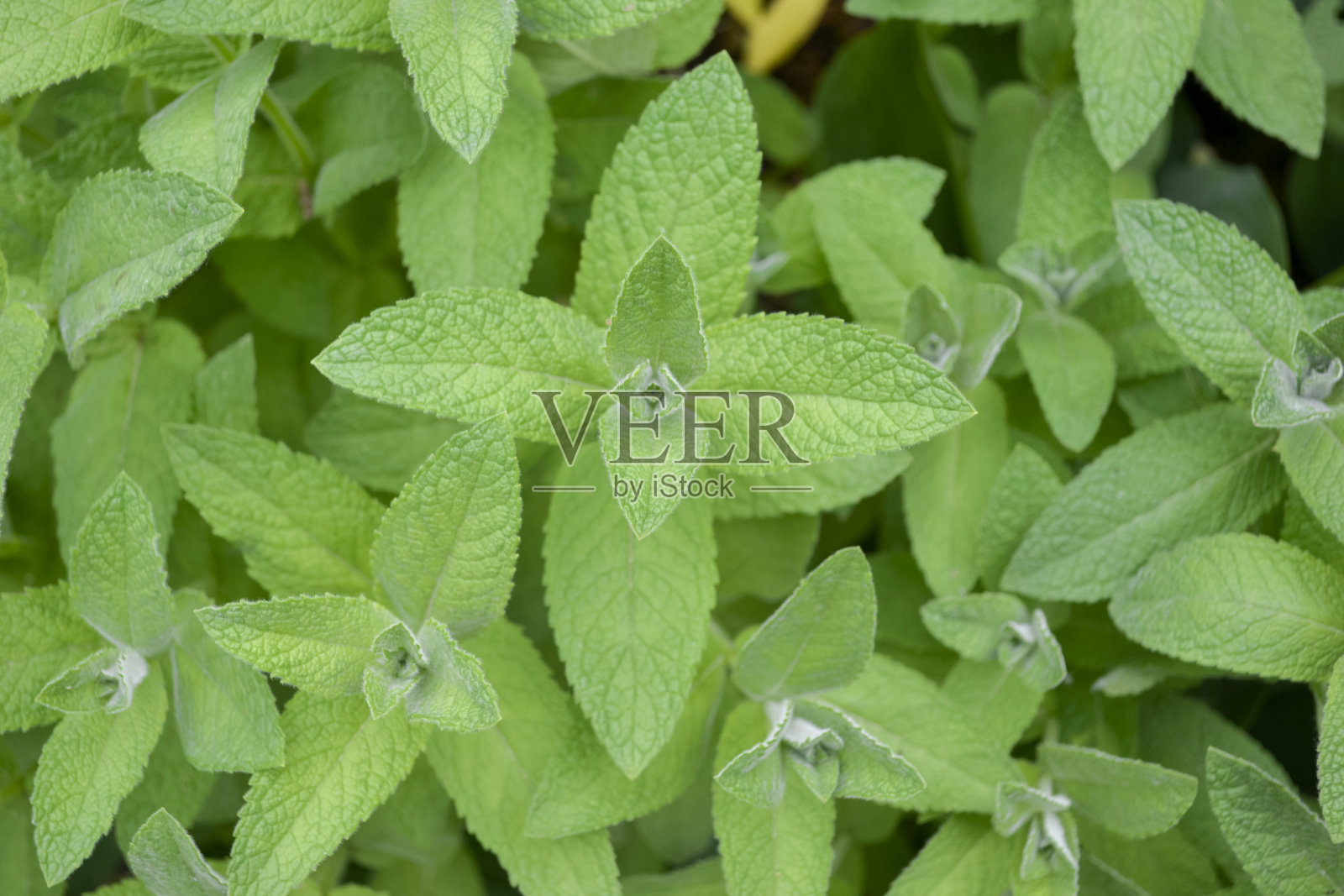 成熟的薄荷。薄荷可以收割了。美丽的薄荷叶。嫩柠檬香脂茶。舒缓植物是薄荷和柠檬香照片摄影图片
