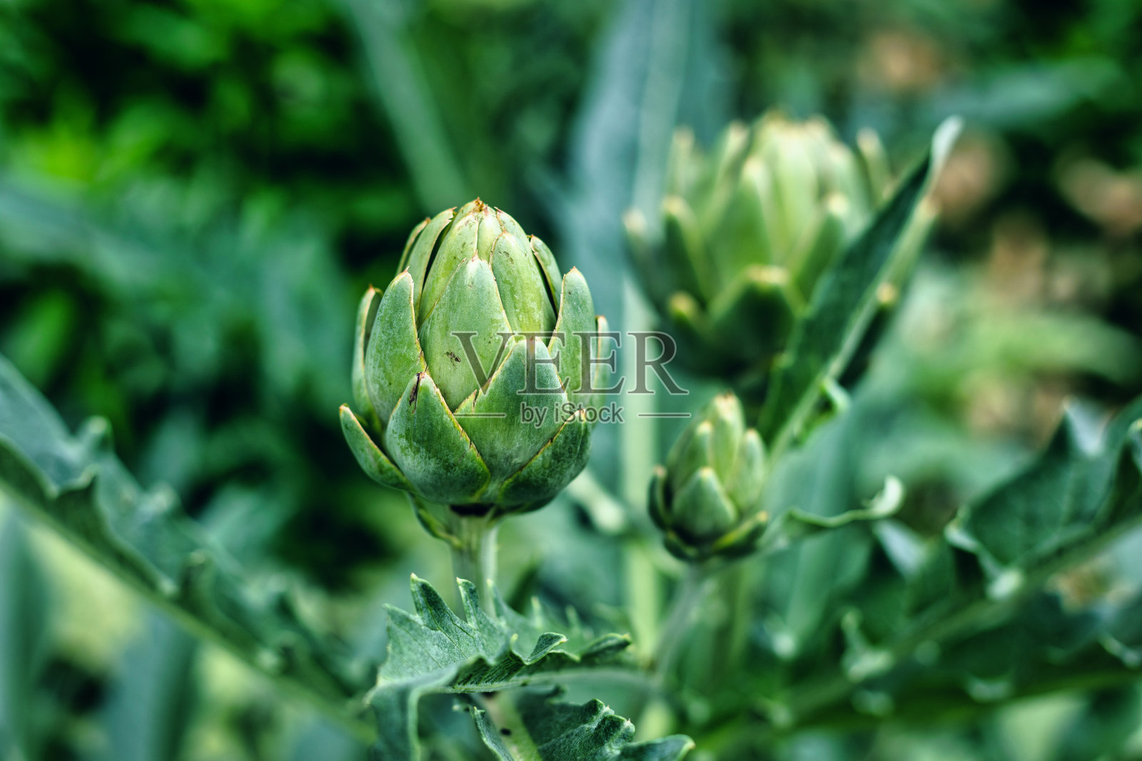 花园的花照片摄影图片